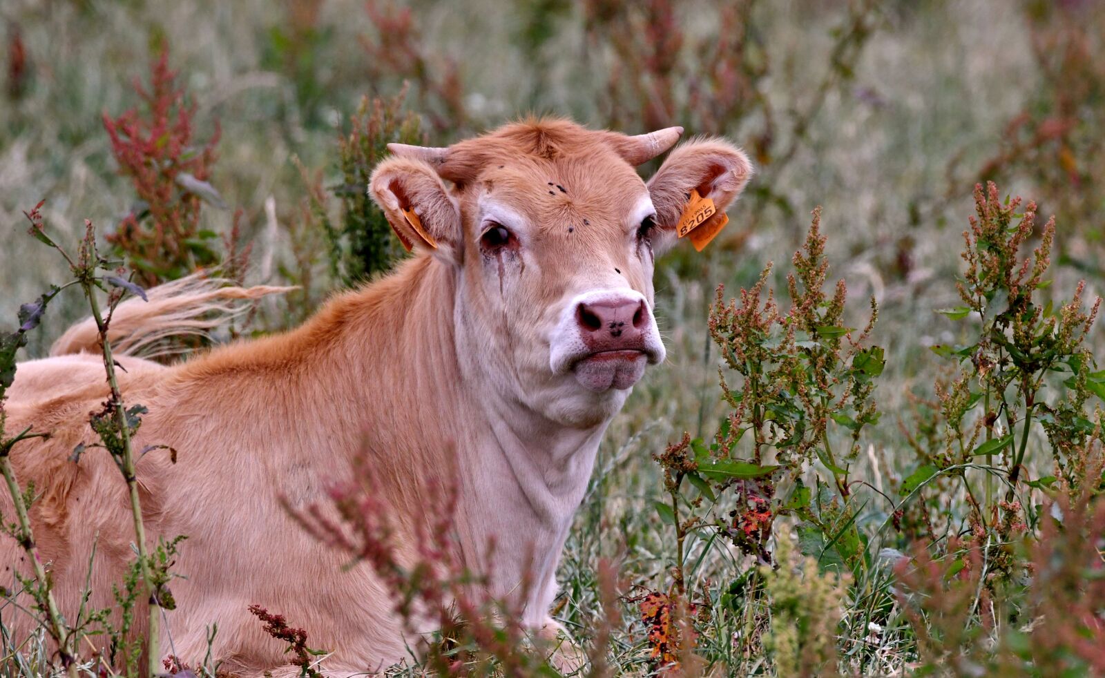 Nikon D500 sample photo. Cow, mammal, cattle photography
