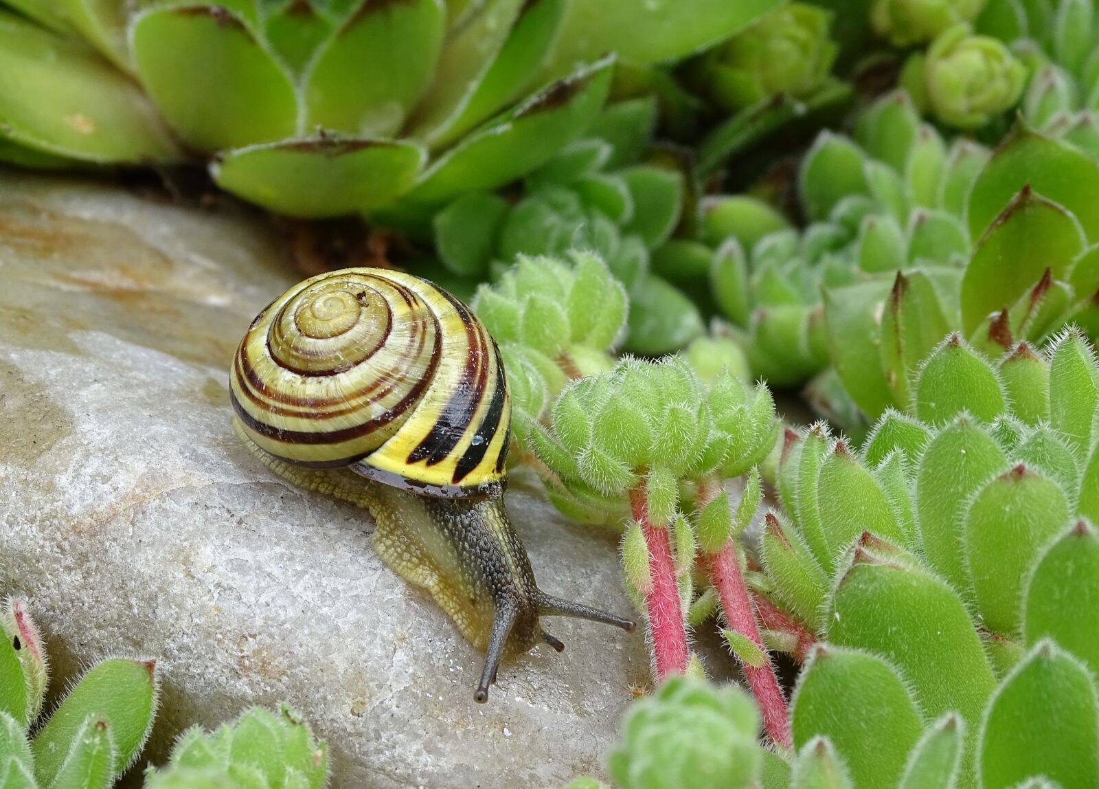 Sony Cyber-shot DSC-HX400V sample photo. Snail, shell, slowly photography
