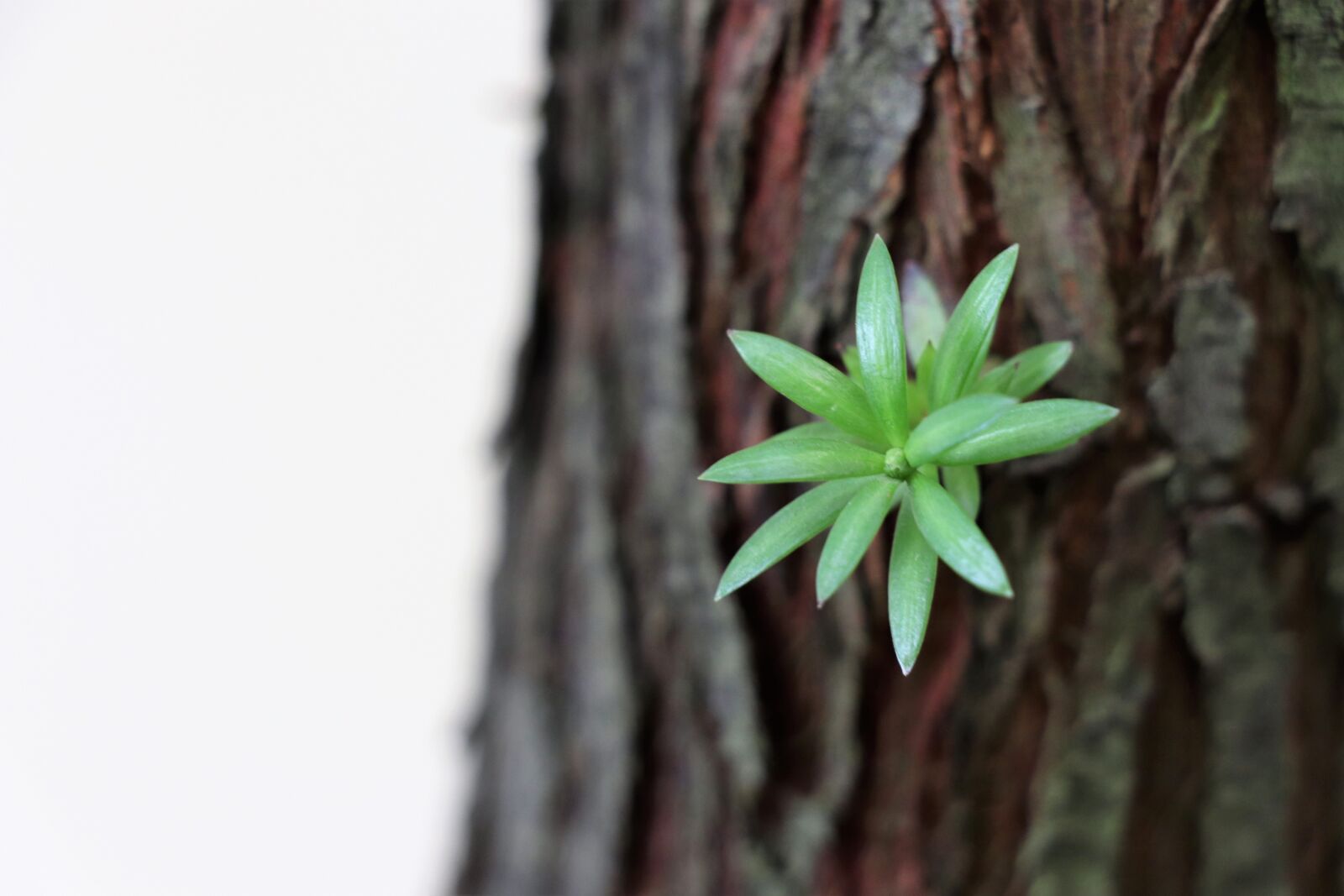 Canon EOS 77D (EOS 9000D / EOS 770D) sample photo. Tree, trunk, nature photography