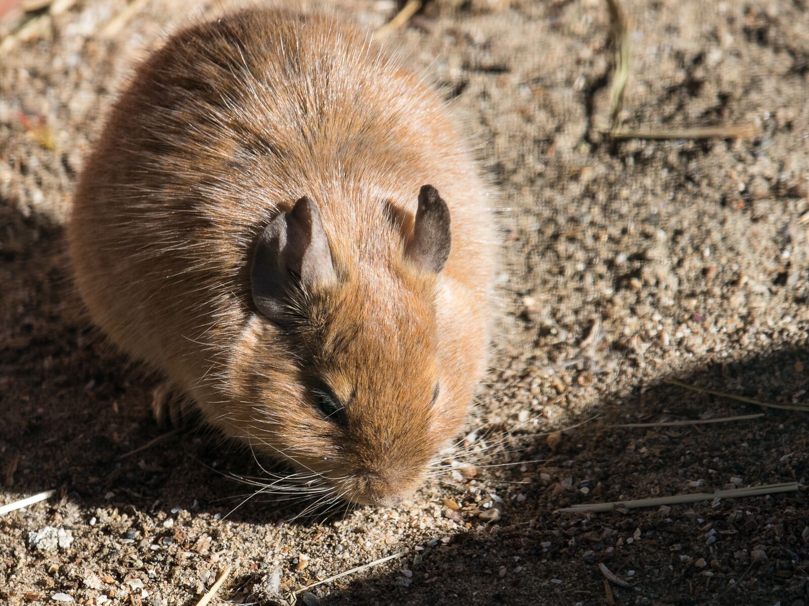 Canon EF-S 55-250mm F4-5.6 IS STM sample photo. Degus, rodent, mammal photography