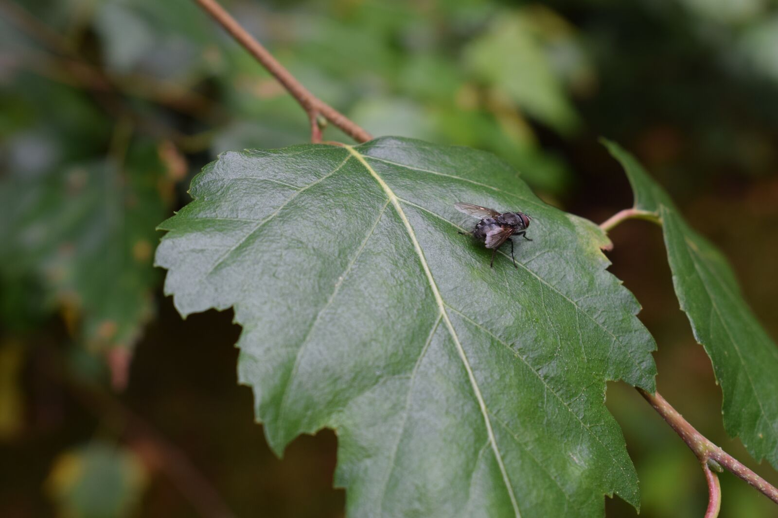 Nikon D3300 sample photo. Fly, bug, green photography