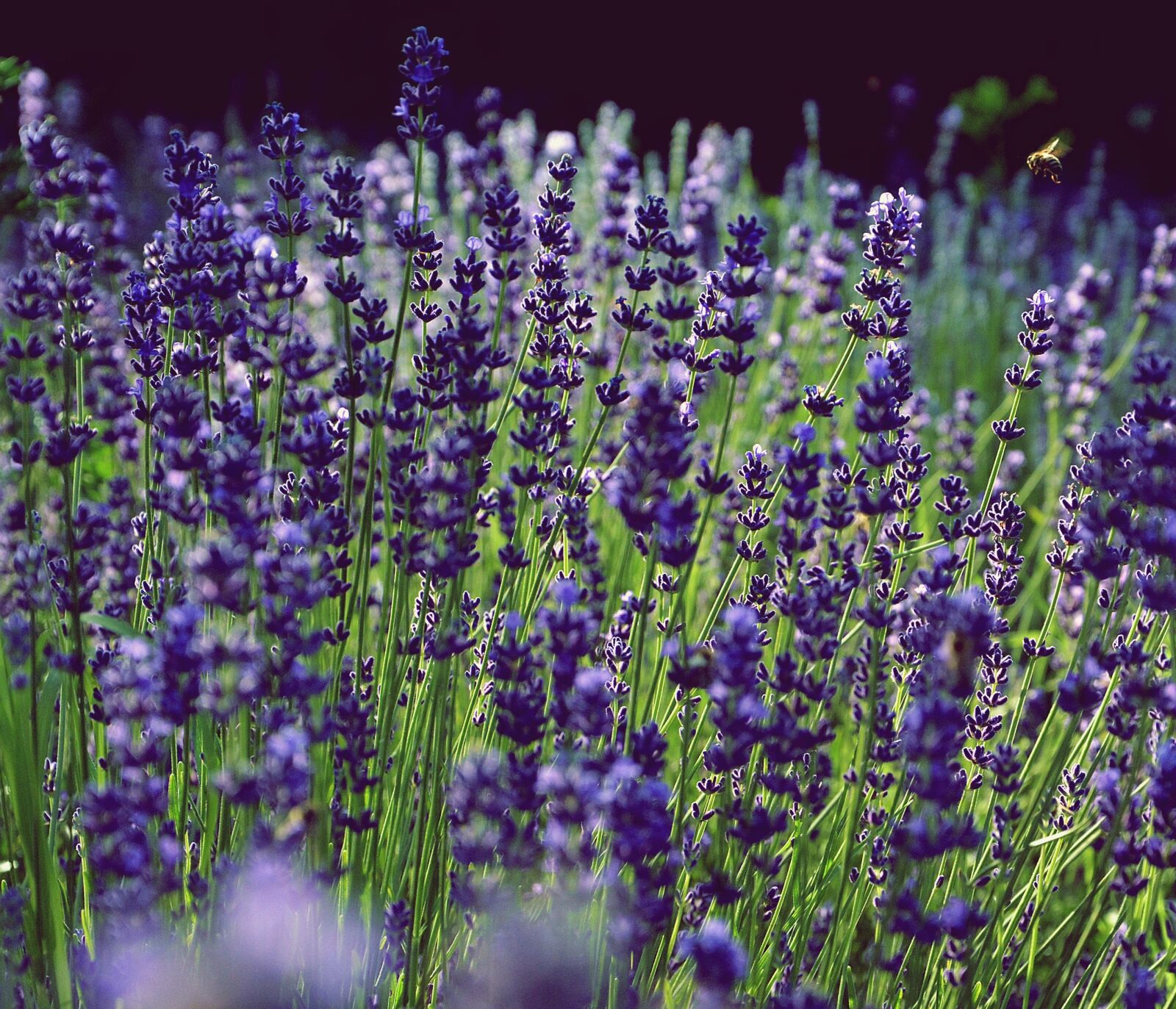 Nikon D7100 sample photo. Lavender, fragrant, purple photography