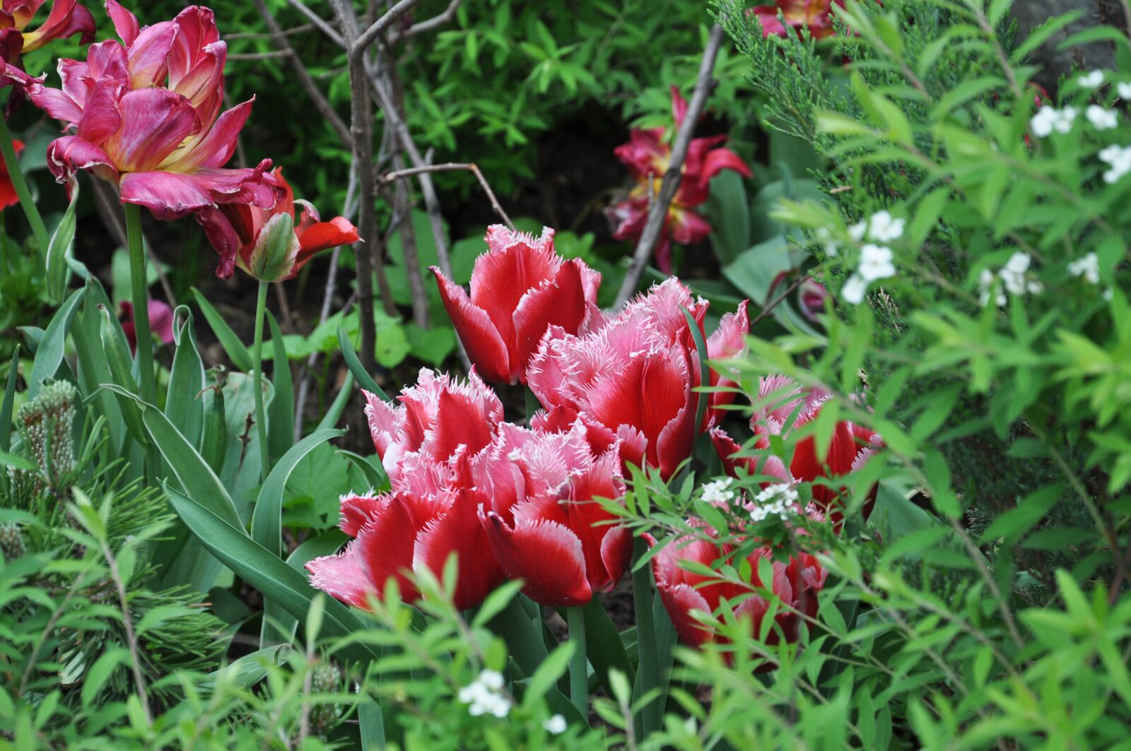 Nikon D5000 sample photo. Tulip, flower, colorful photography