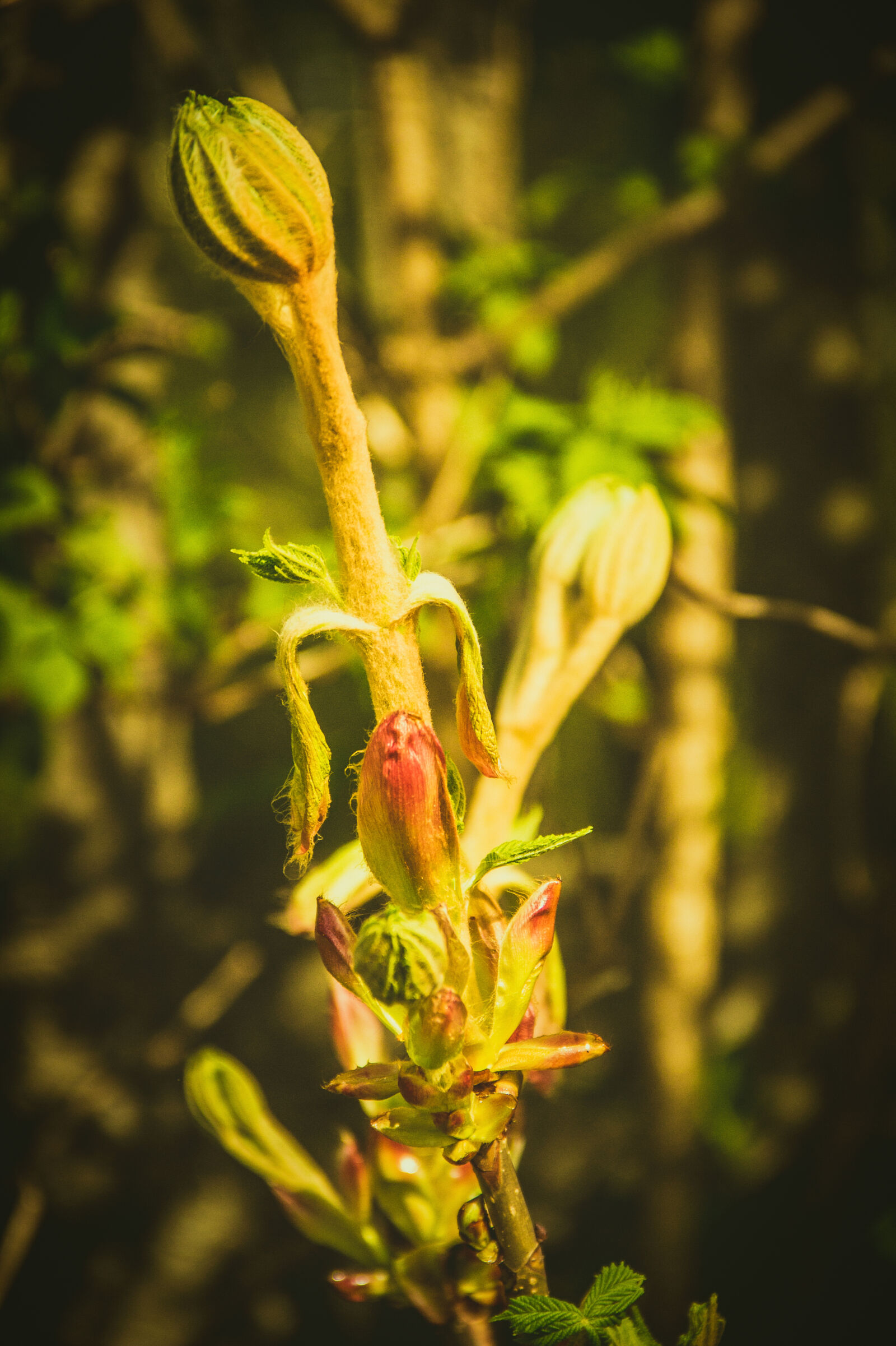 Canon EOS 600D (Rebel EOS T3i / EOS Kiss X5) sample photo. Flower, leaves, nature, stalk photography