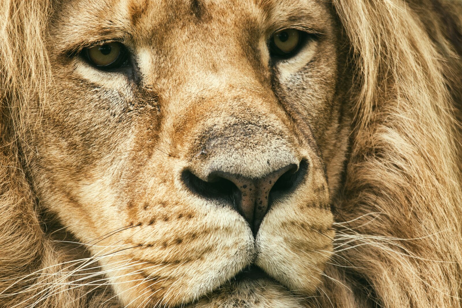 Nikon D5600 sample photo. Lion, tawny, predator photography