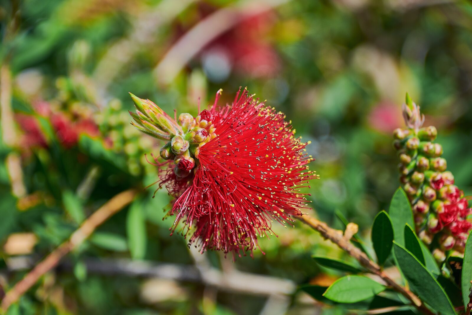 Nikon D7200 sample photo. Flower, garden, plant photography