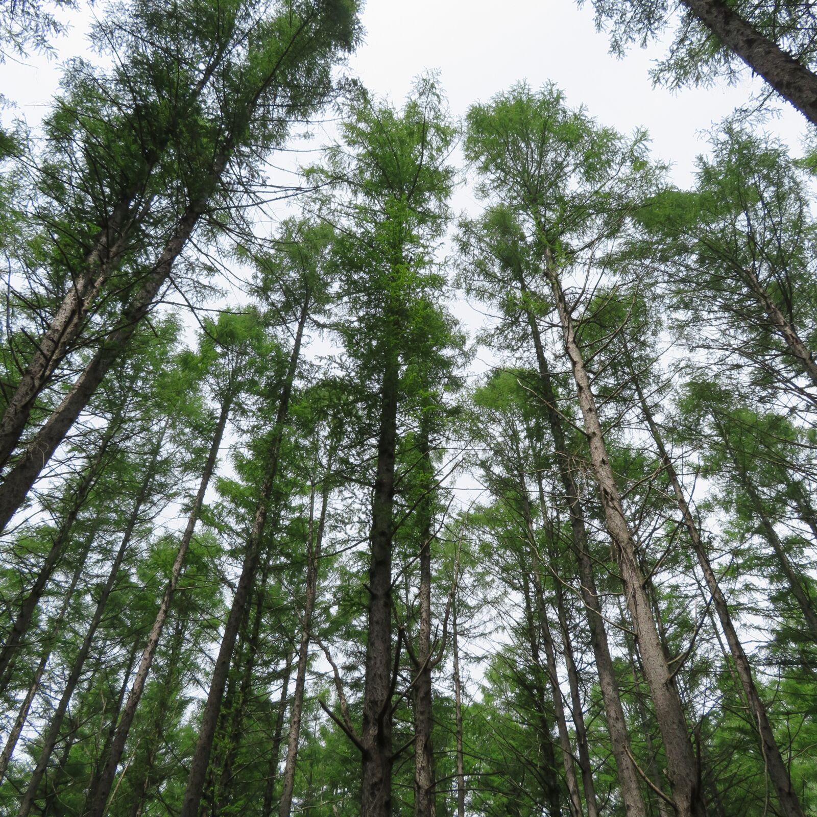 Canon PowerShot SX720 HS sample photo. Nature, forest, green photography
