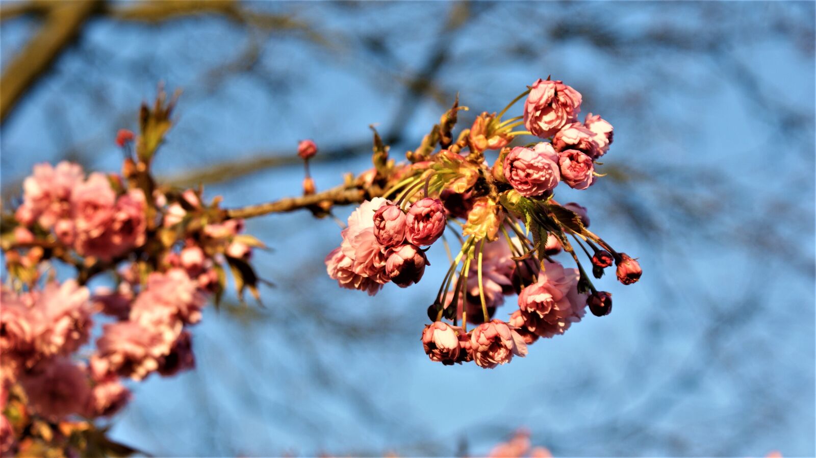 Sony Alpha DSLR-A350 sample photo. Flowers, blossom, japanese cherry photography