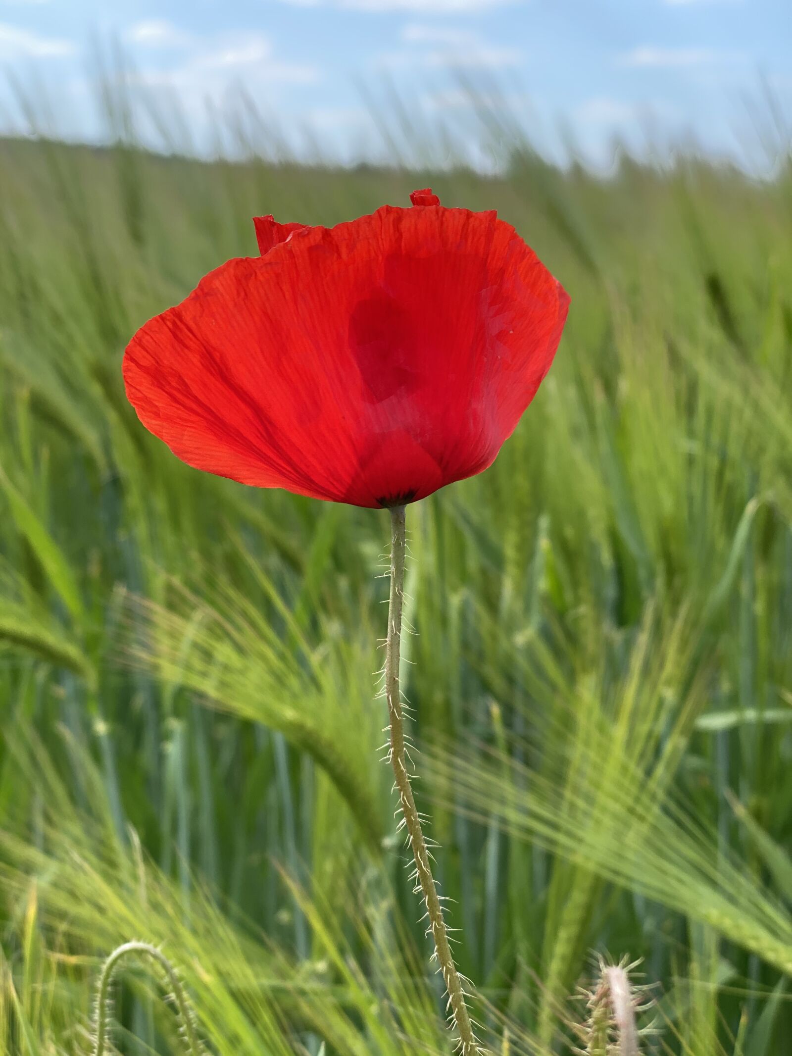 Apple iPhone 11 Pro sample photo. Poppy, poppy meadow, cornfield photography