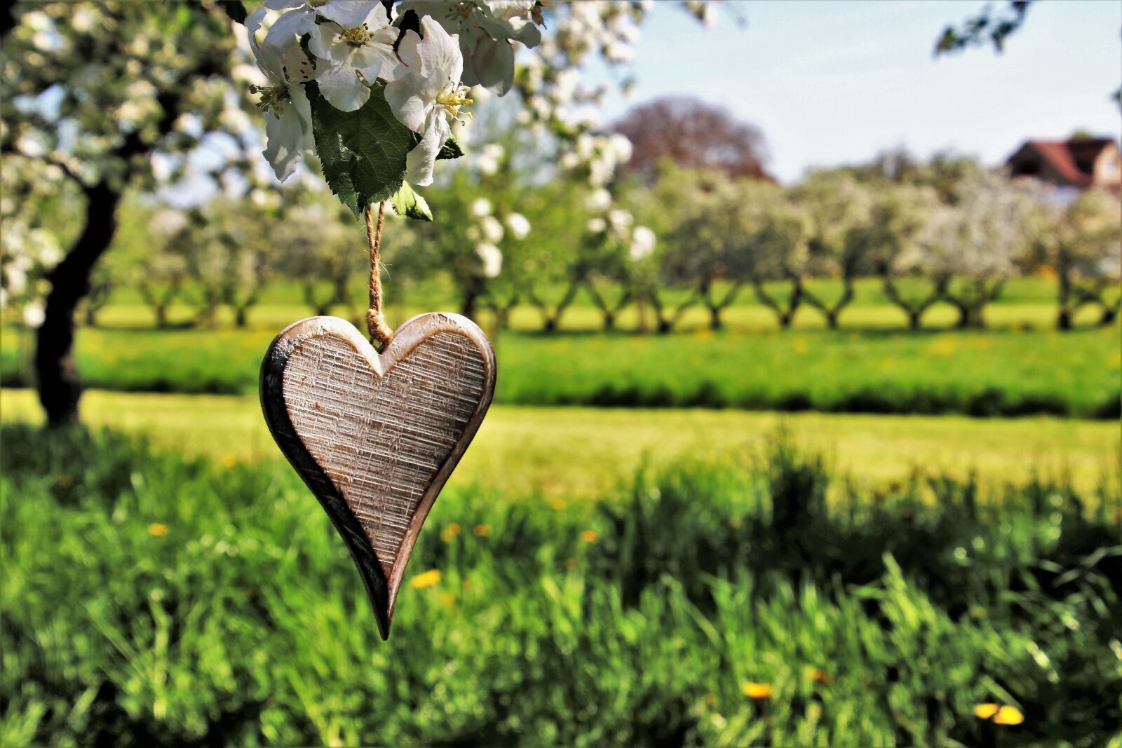 Canon EOS 80D sample photo. Spring, feeling, heart photography