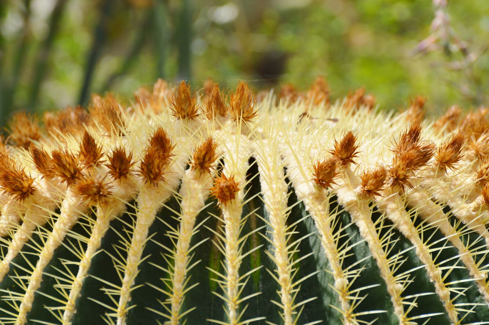 Nikon D3200 sample photo. Cactus, spur, green photography