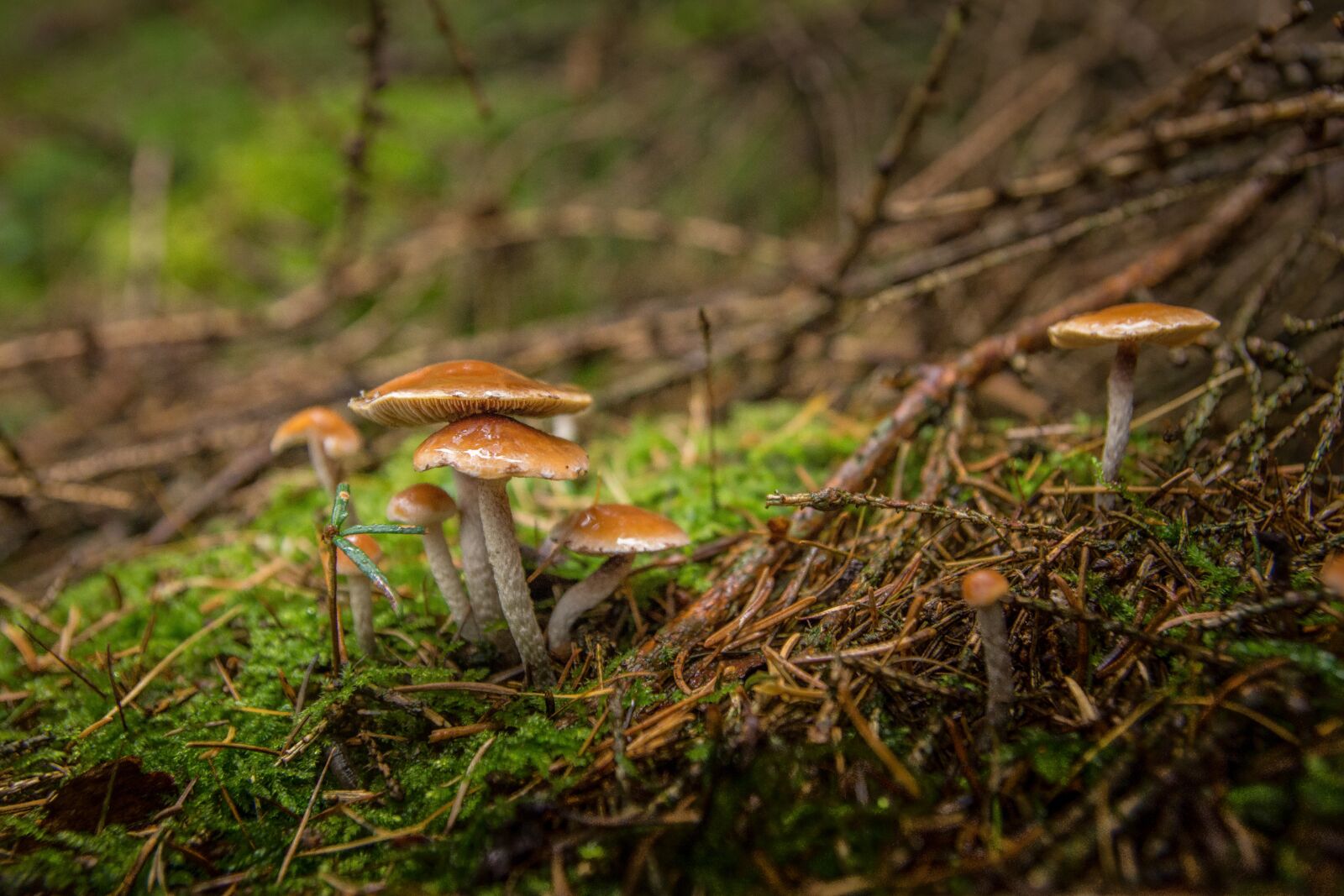 Sony SLT-A77 sample photo. Forest, forest floor, moss photography