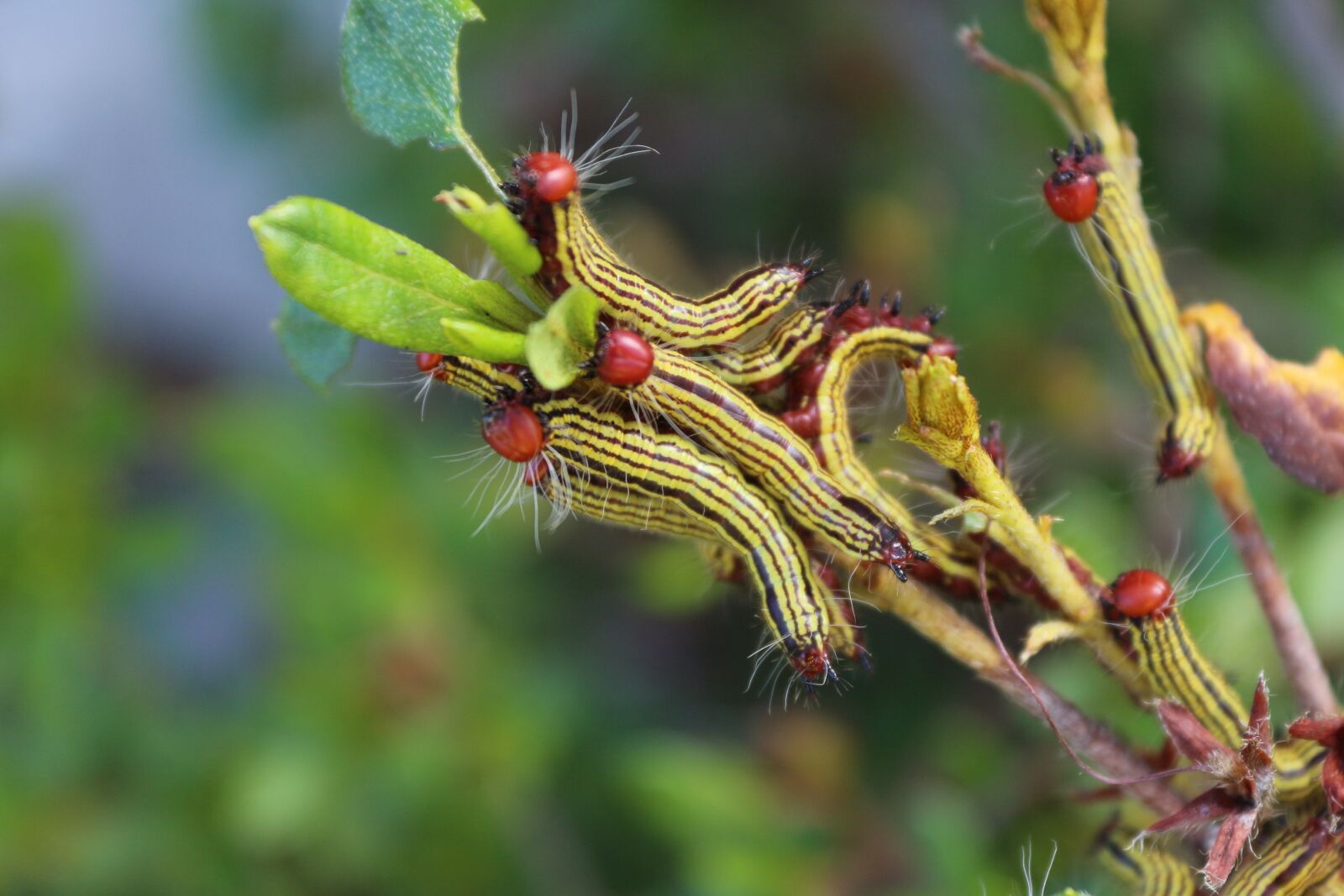 Canon EOS 650D (EOS Rebel T4i / EOS Kiss X6i) sample photo. Nature, leaf, flora photography