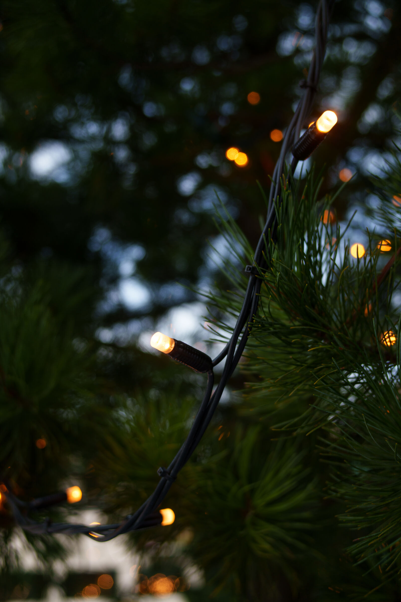 Samyang Remaster Slim 28mm F3.5 sample photo. Christmas tree lights photography