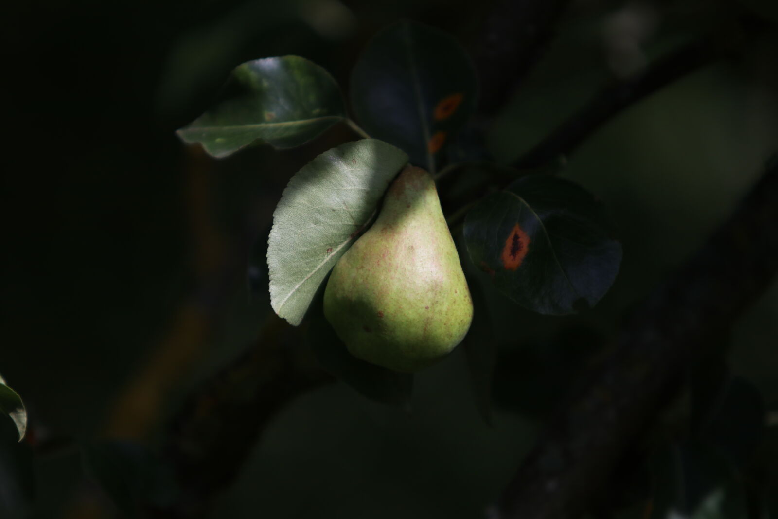 Canon EOS 80D sample photo. Fruit, fruta, peer, birne photography