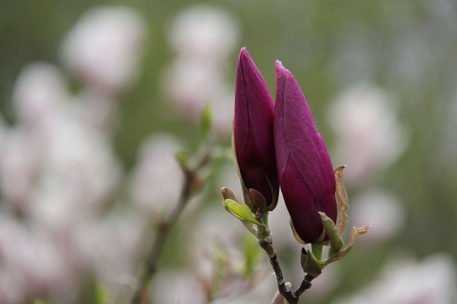 Canon EF-S 18-200mm F3.5-5.6 IS sample photo. Nature, flower, leaf photography