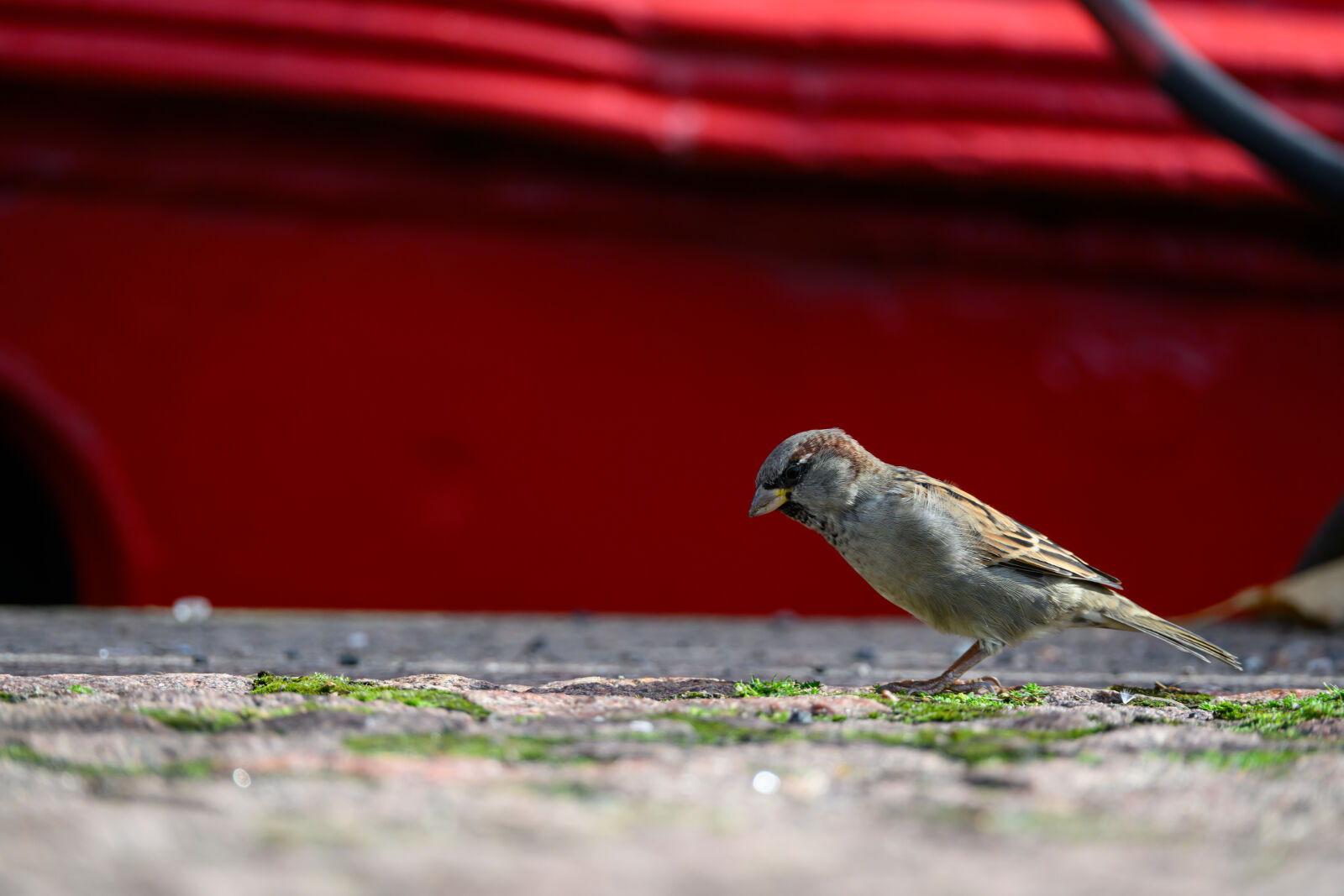 Nikon Z8 sample photo. Curious sparrow photography