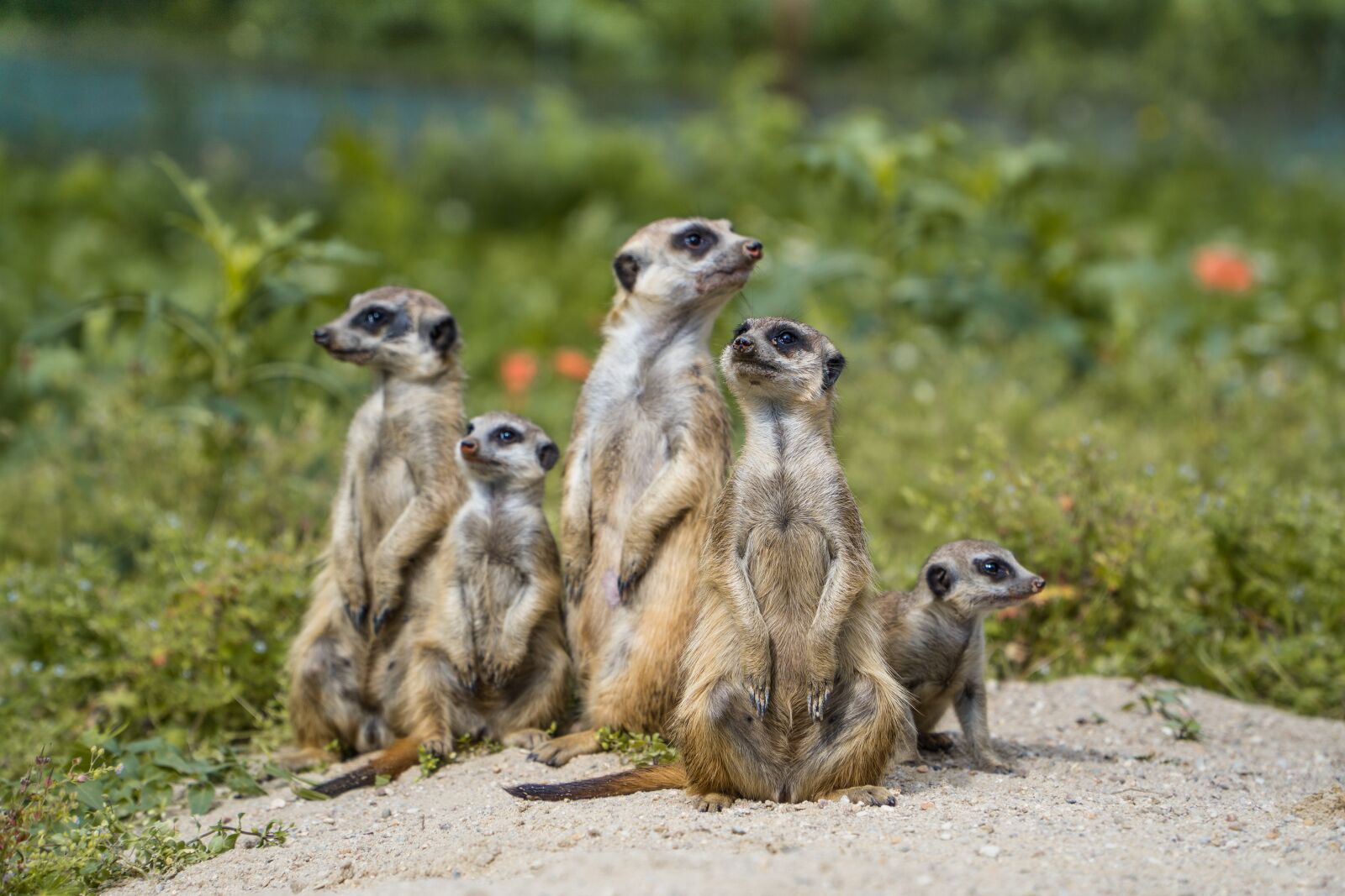 Sony a6000 + Sony E PZ 18-105mm F4 G OSS sample photo. Meerkat, herd, meerkats photography