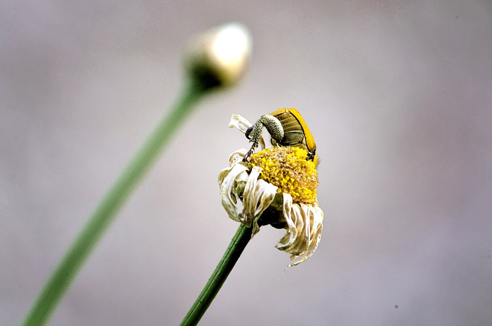 Nikon D5100 sample photo. Scarab, insect, insects photography