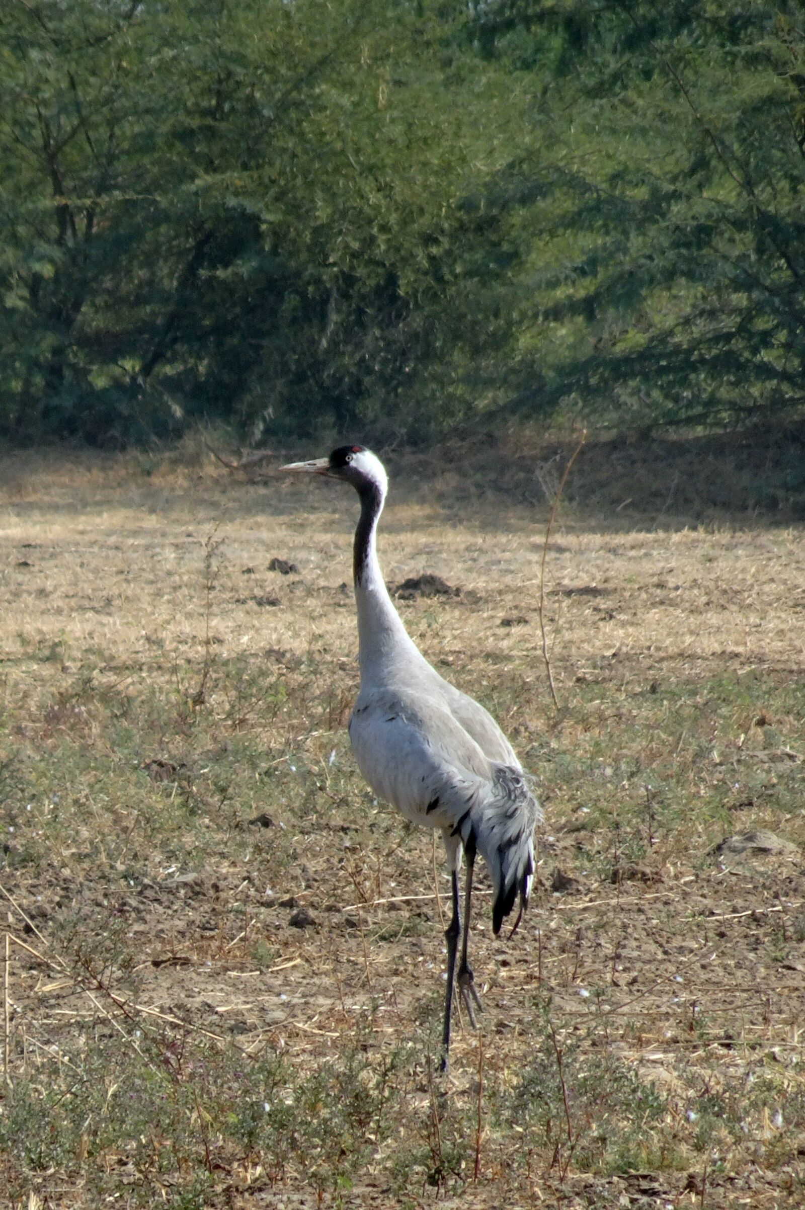 Sony Cyber-shot DSC-HX90V sample photo. Common crane, grus grus photography