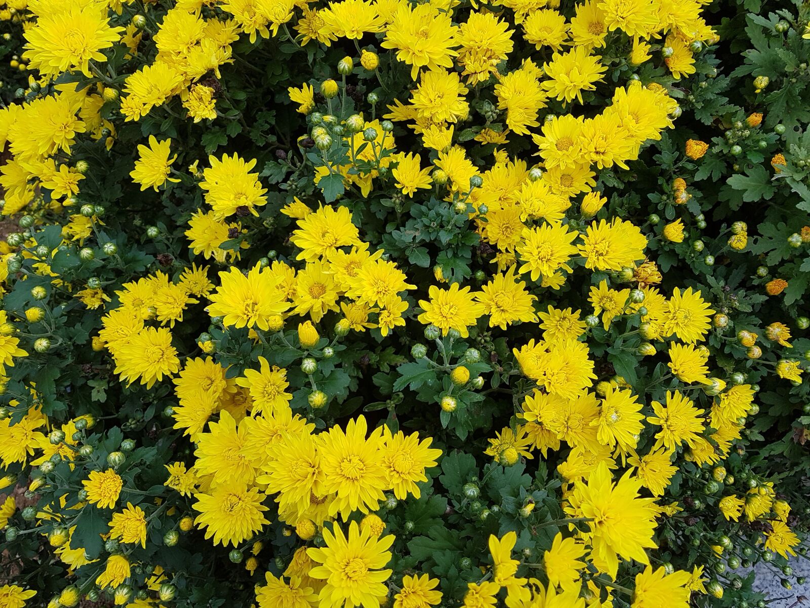 Samsung Galaxy S7 sample photo. Autumn, chrysanthemum, small yellow photography
