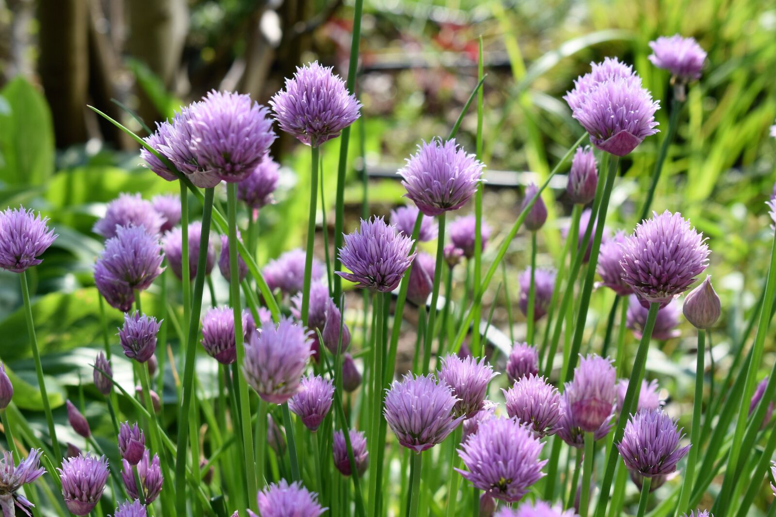 Nikon D5500 sample photo. Chives, blossom, bloom photography