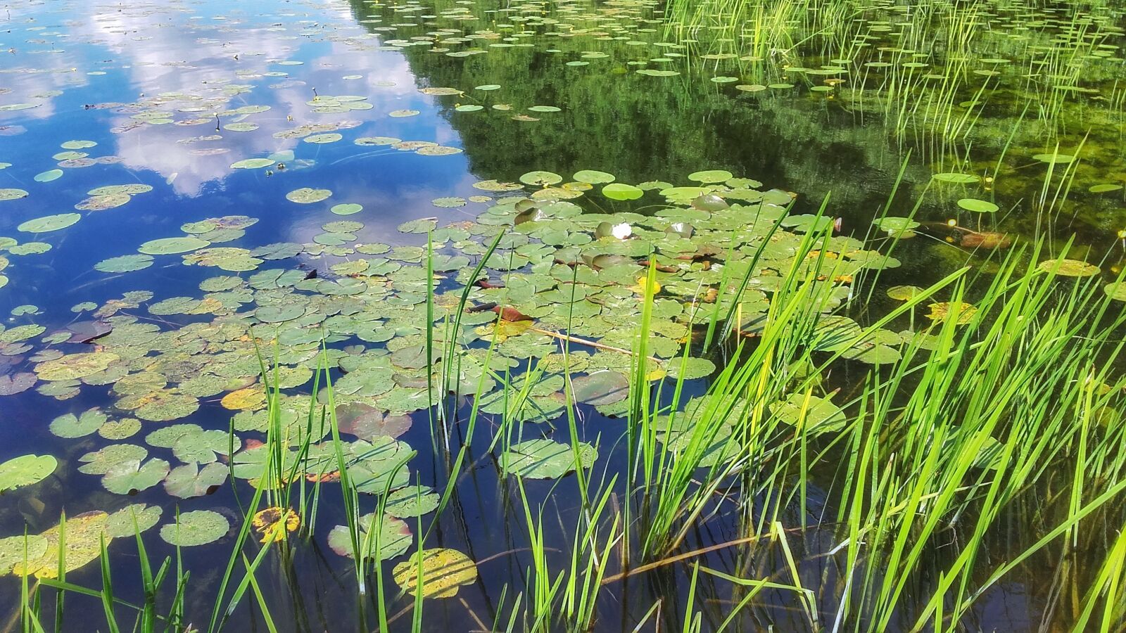 Samsung Galaxy Grand Prime sample photo. Lake, water, pond photography