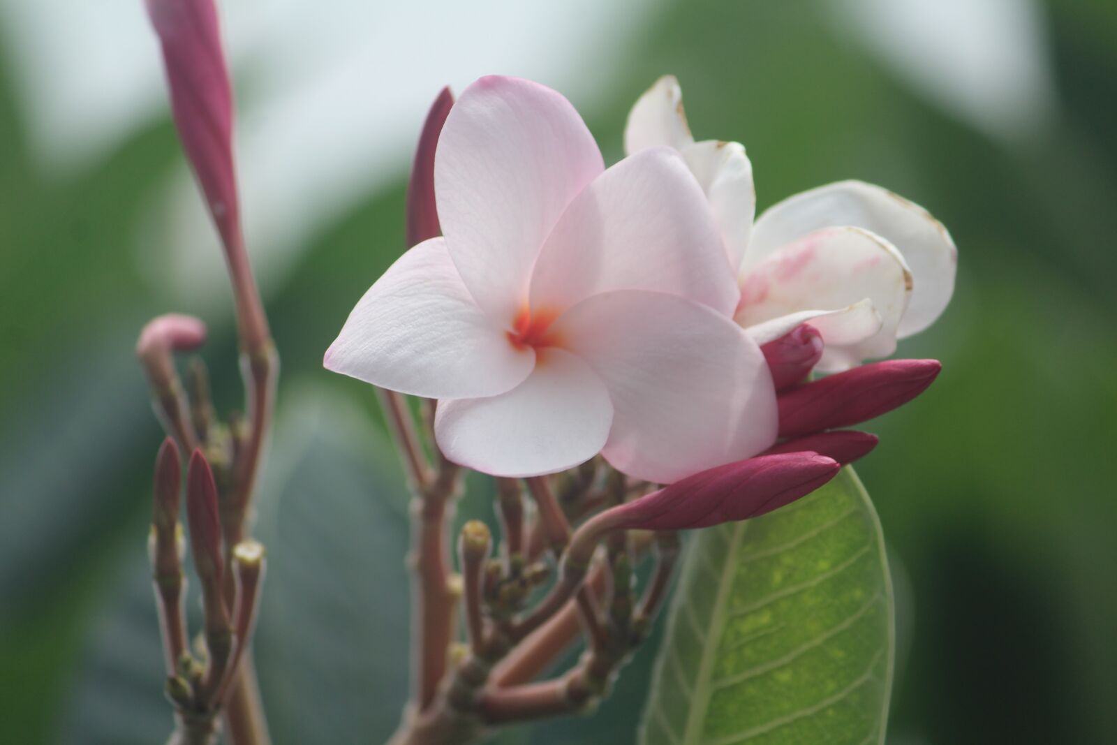 Canon EOS 1200D (EOS Rebel T5 / EOS Kiss X70 / EOS Hi) sample photo. Flower, white, bud photography