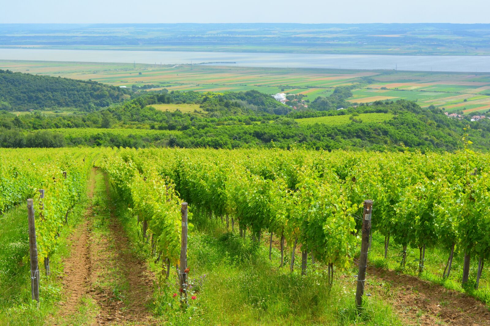 Nikon D5200 sample photo. Vineyard, landscape, wine photography