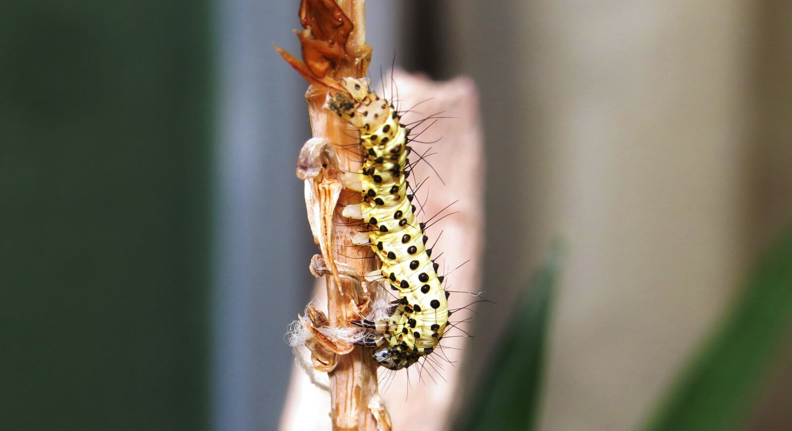 Canon PowerShot SX50 HS sample photo. Insect, nature, wild life photography