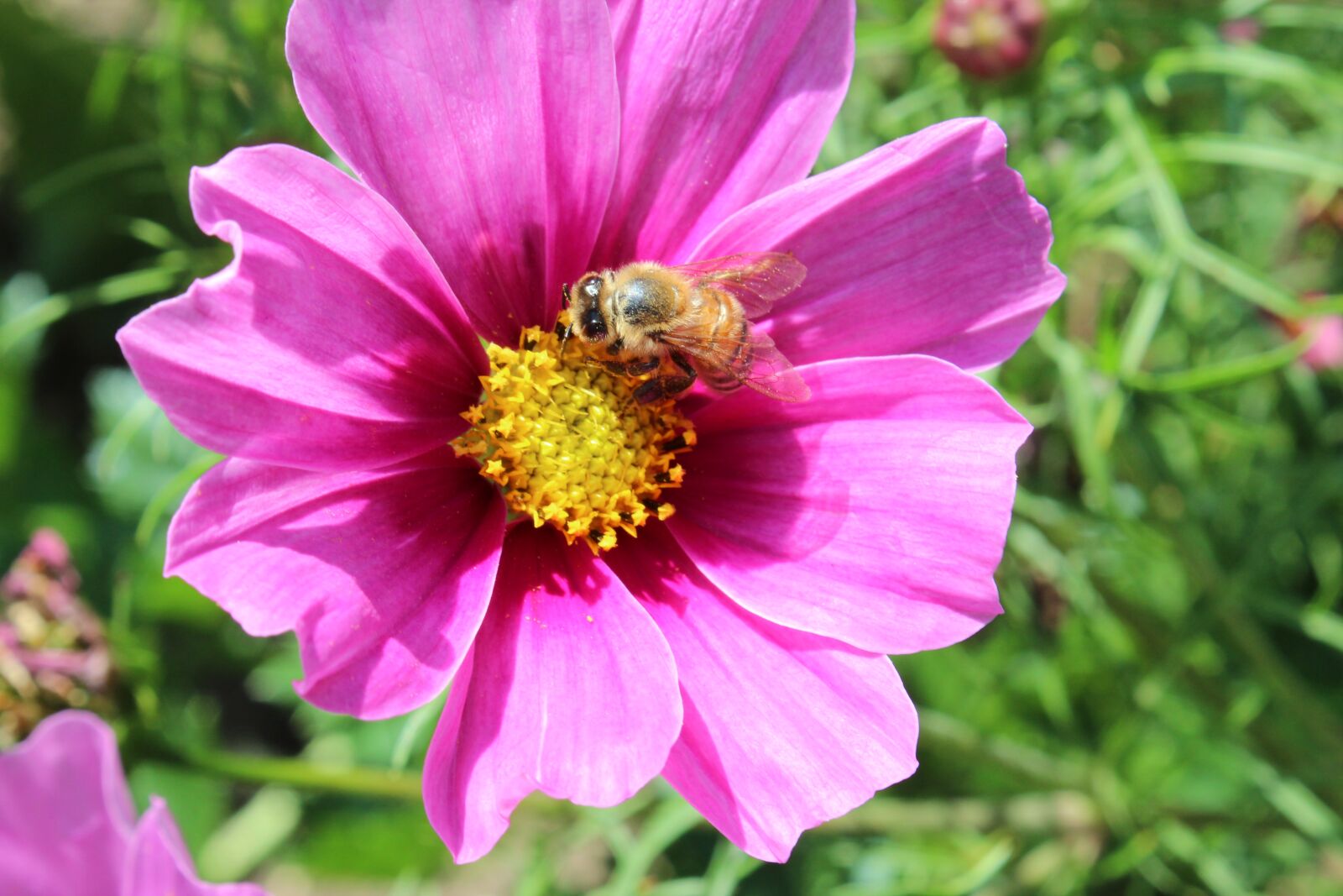 Canon EOS 600D (Rebel EOS T3i / EOS Kiss X5) sample photo. Flower, blossom, bloom photography