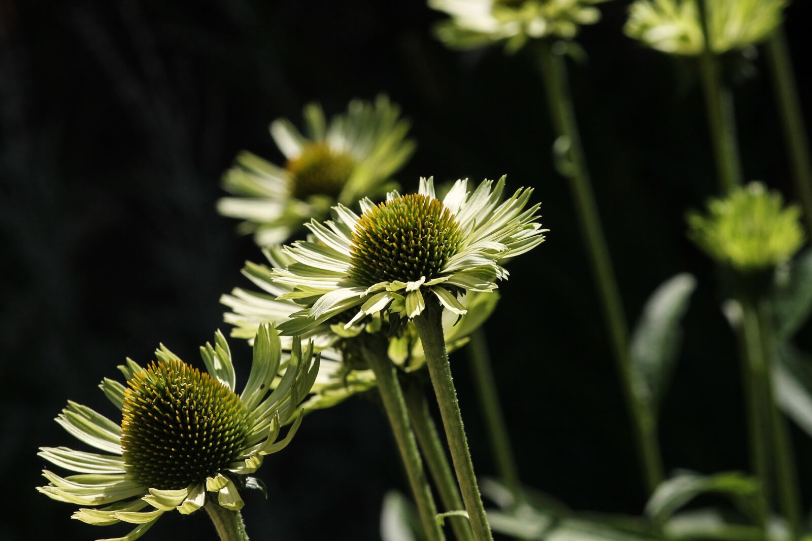 Canon EOS 1100D (EOS Rebel T3 / EOS Kiss X50) sample photo. Translucent sonnenhut, echinacea, wild photography