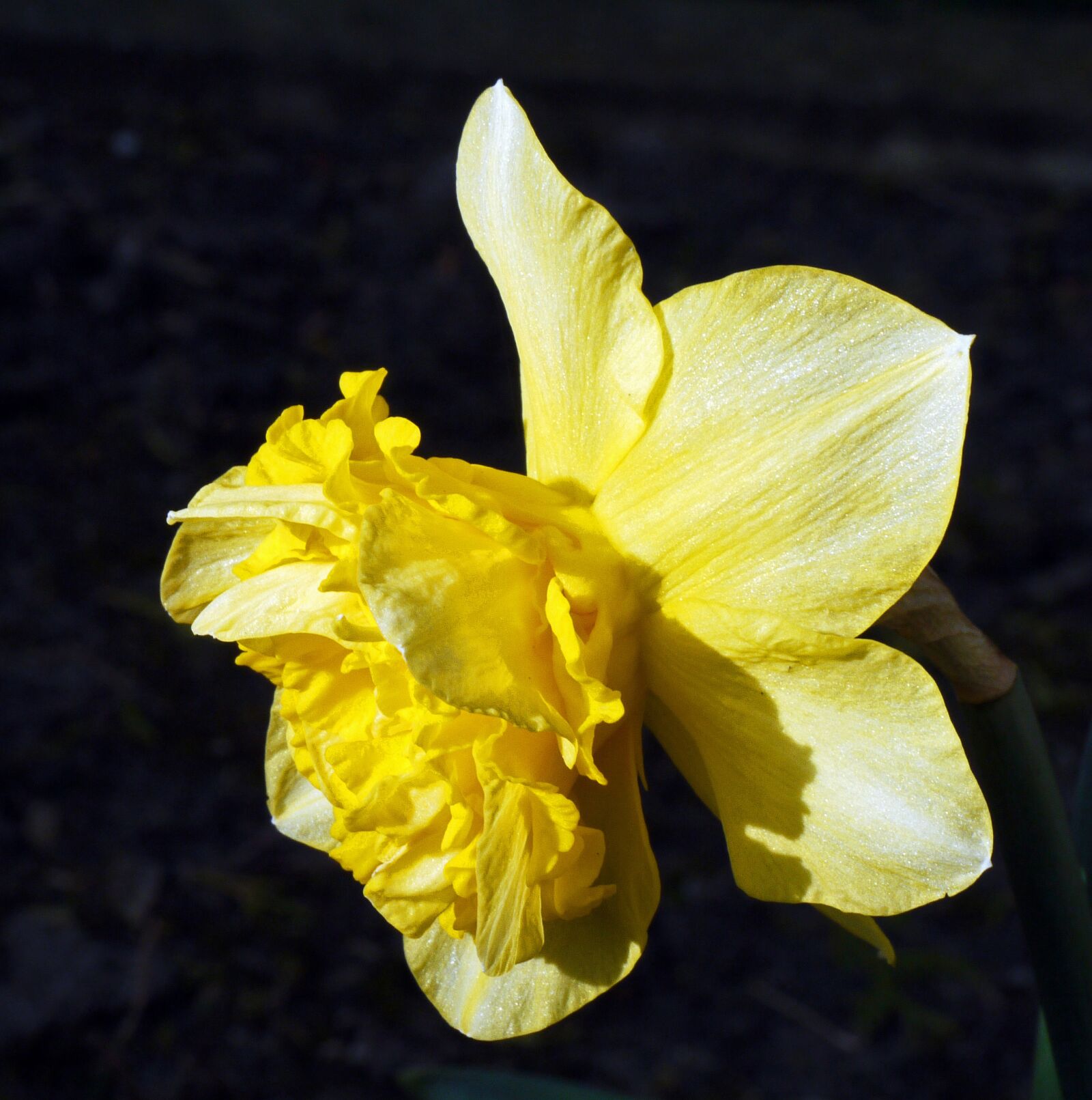 Panasonic Lumix DMC-G1 sample photo. Daffodil, filled, blossom photography