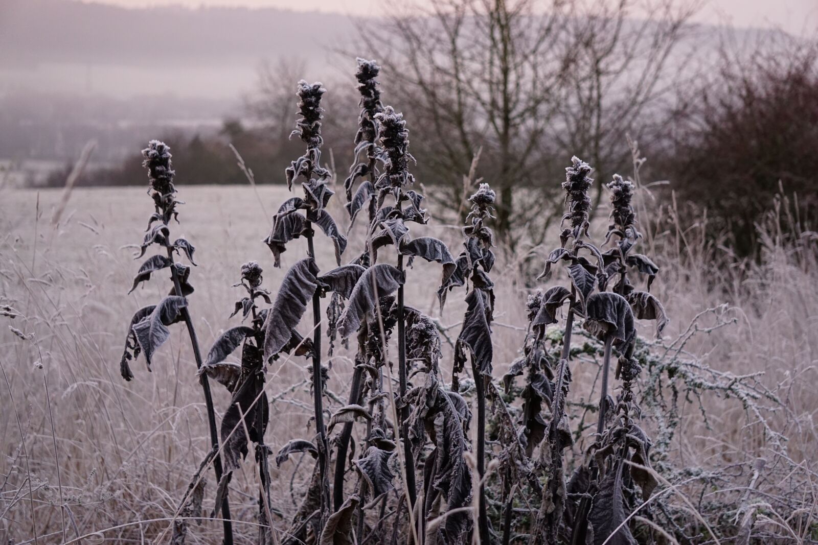 Sony a6000 sample photo. Plant, hoarfrost, frozen photography