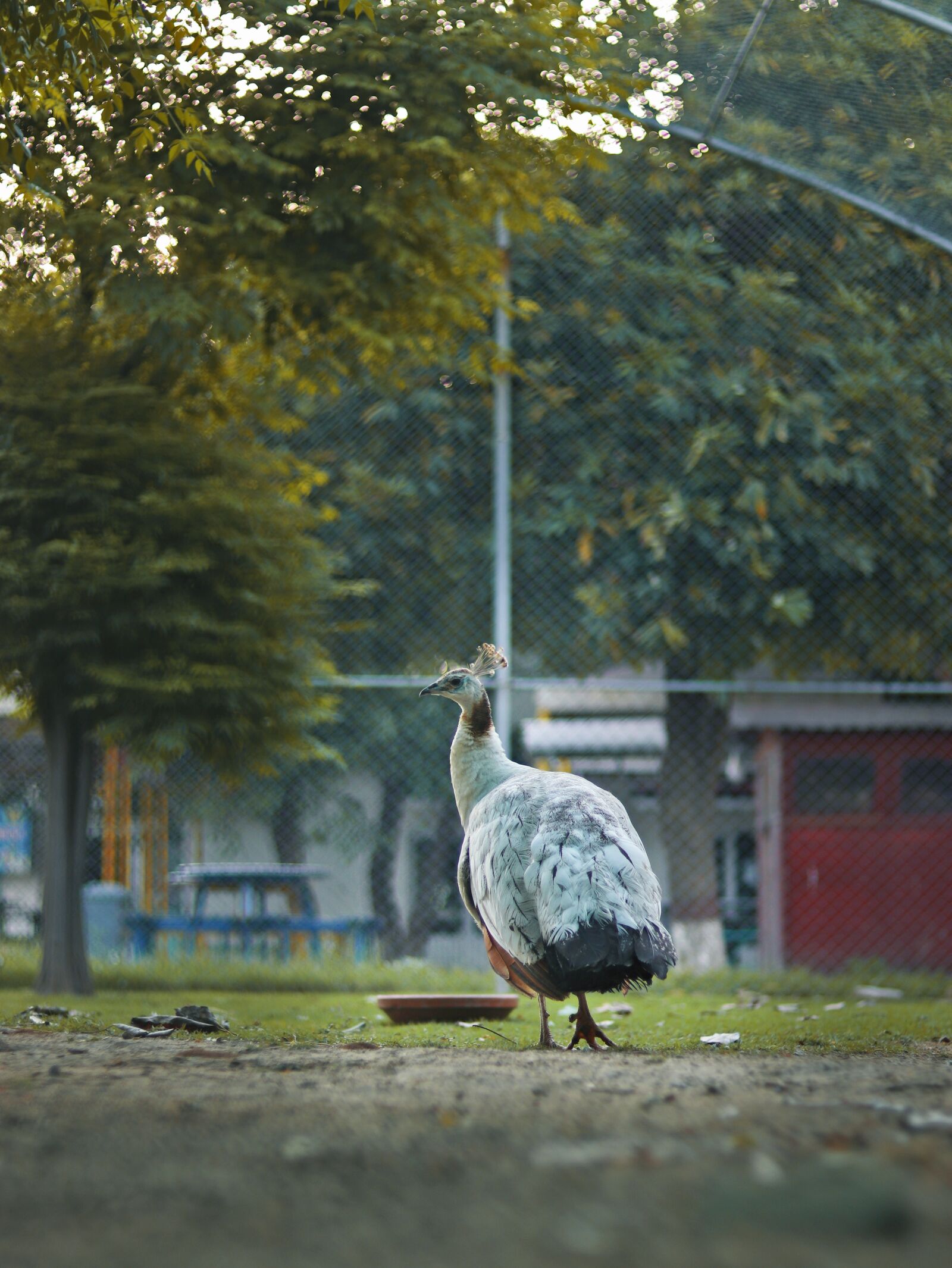 Canon EOS 77D (EOS 9000D / EOS 770D) + Canon EF 50mm F1.8 STM sample photo. Outdoor, peacock, bokeh photography