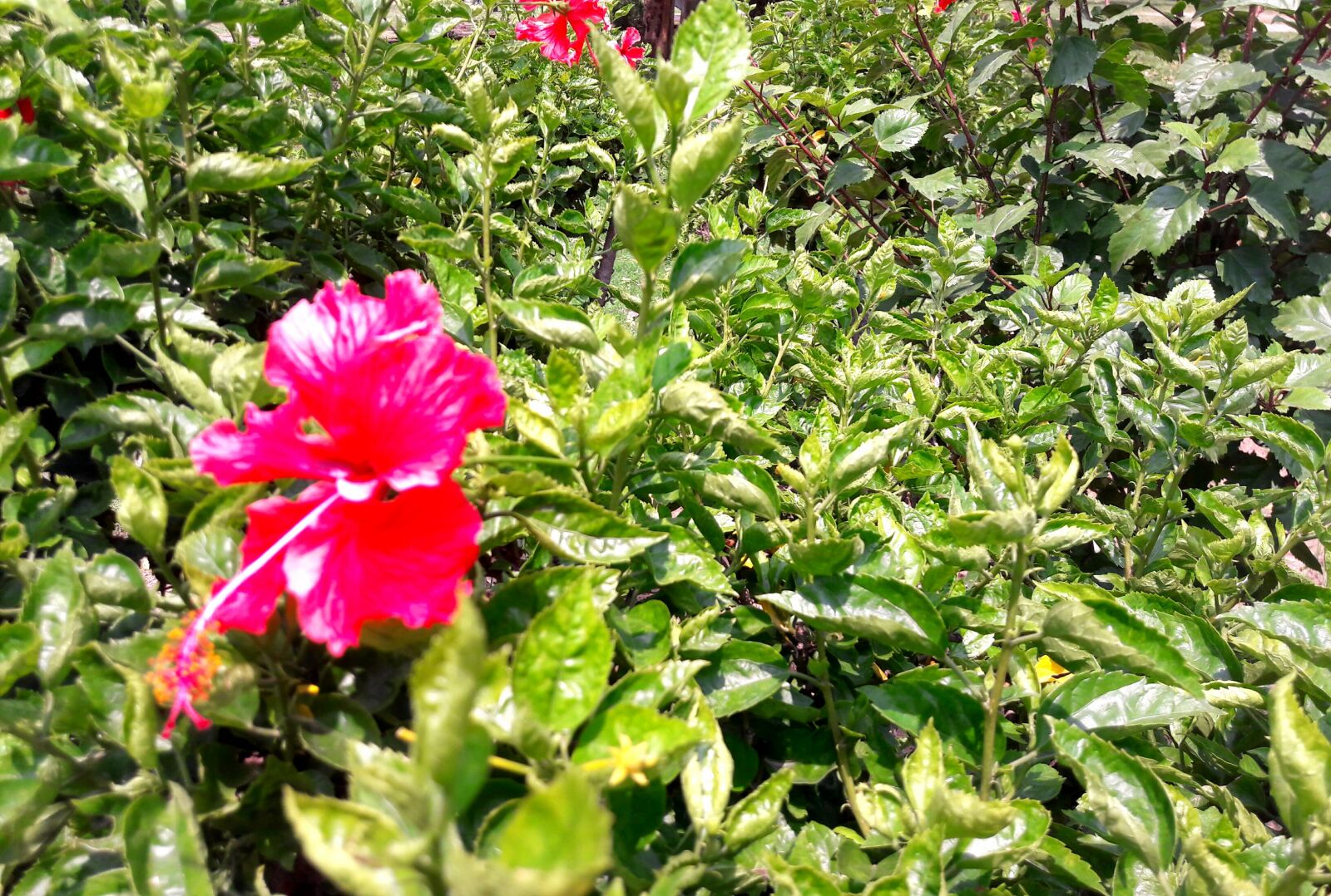 Samsung Galaxy J7 sample photo. Flower, plant, tree photography