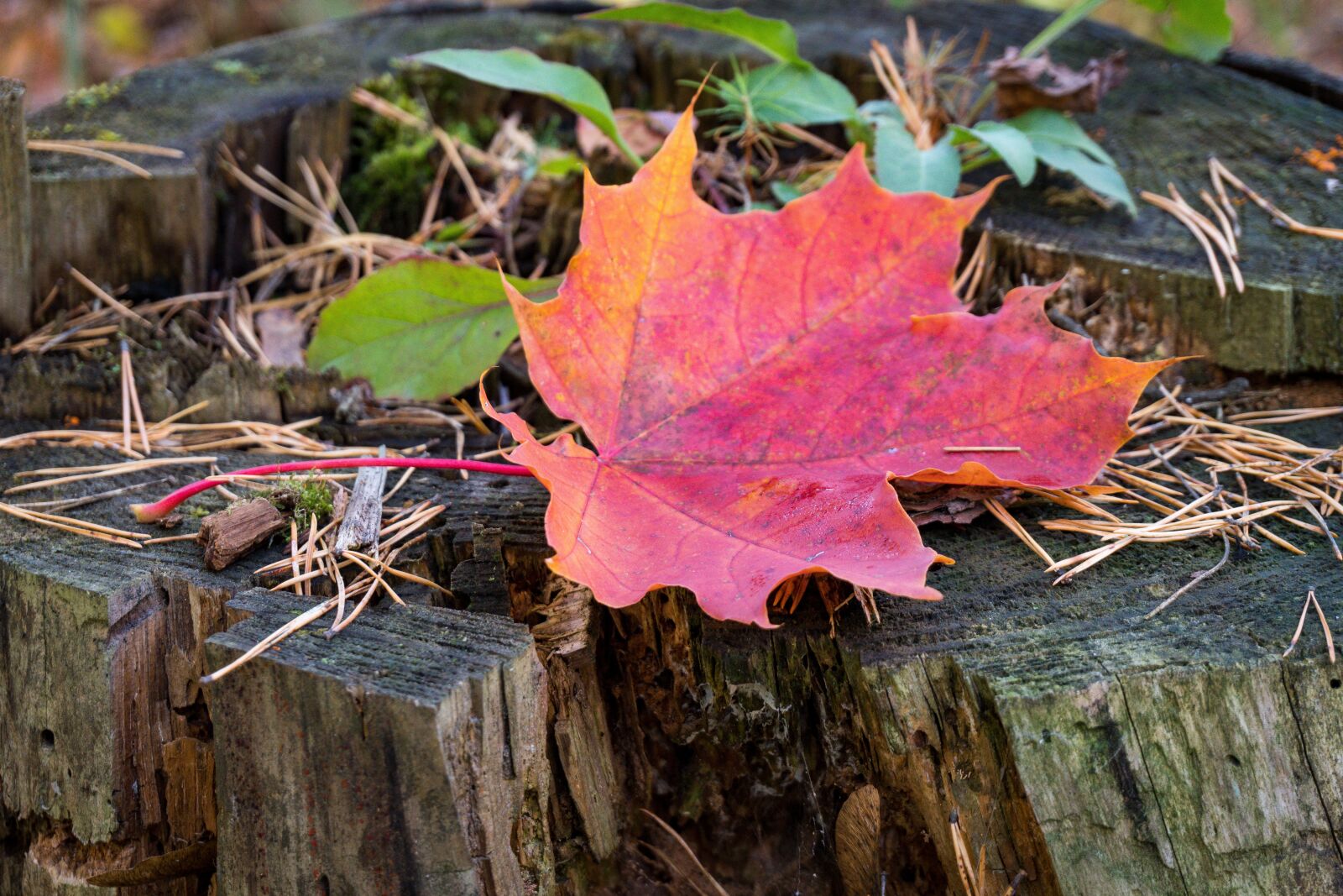Sony a6300 sample photo. Stump, old, maple leaf photography