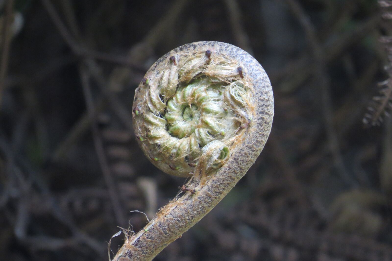 Canon PowerShot SX50 HS sample photo. Seeds, roots, pla photography