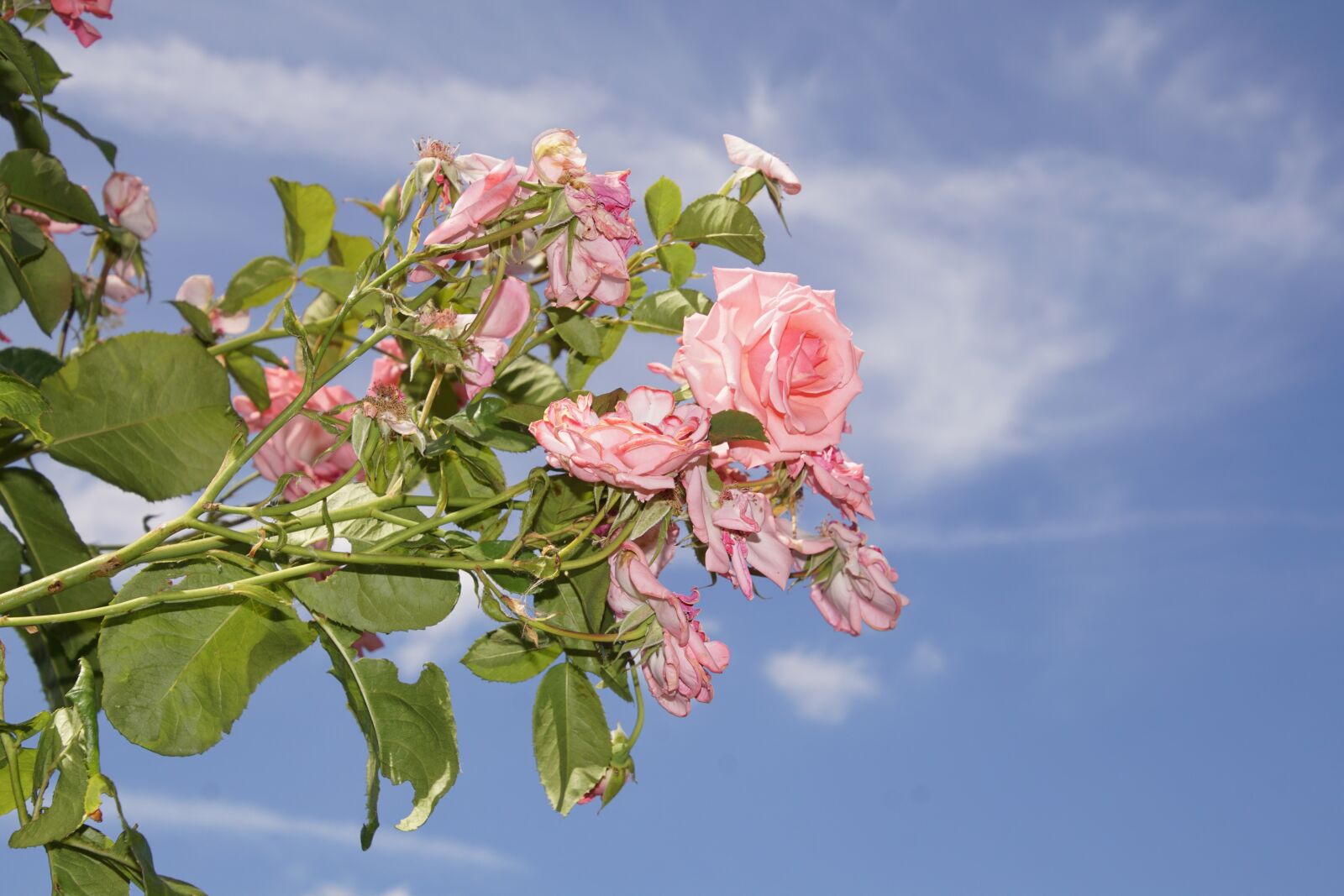 Tamron 16-300mm F3.5-6.3 Di II VC PZD Macro sample photo. Rose, blossom, bloom photography