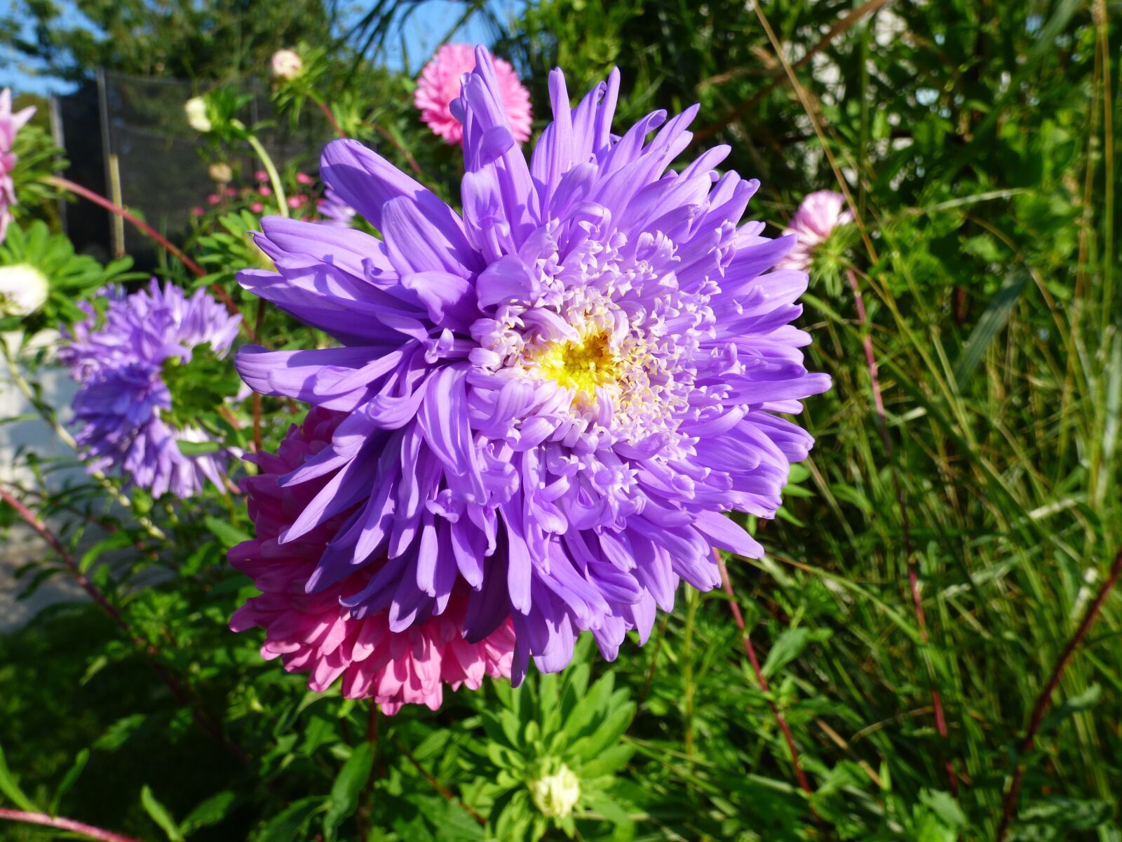 Panasonic DMC-FZ72 sample photo. Flower, autumn, garden photography