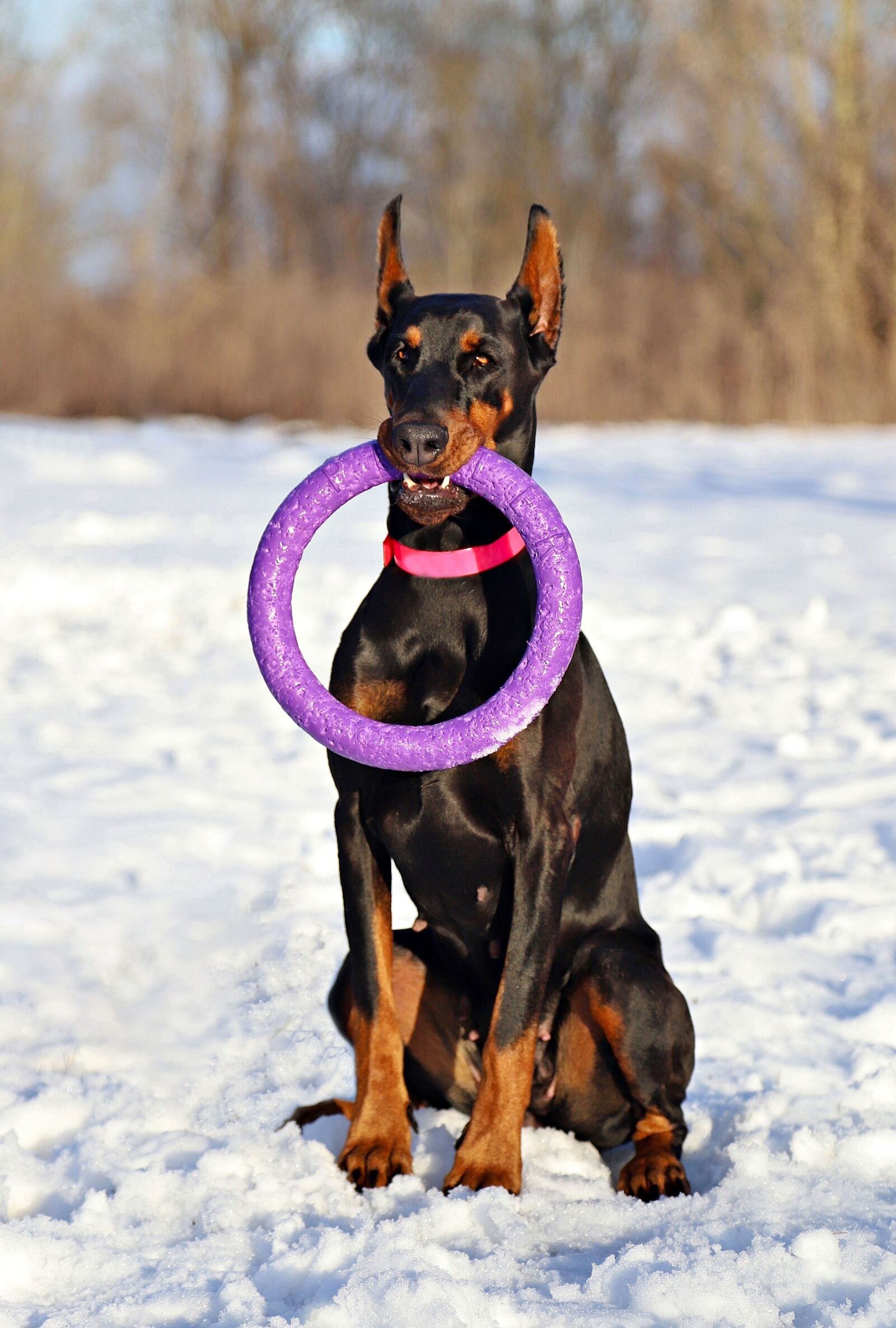 Canon EOS 6D Mark II sample photo. Doberman, dog, hoop photography