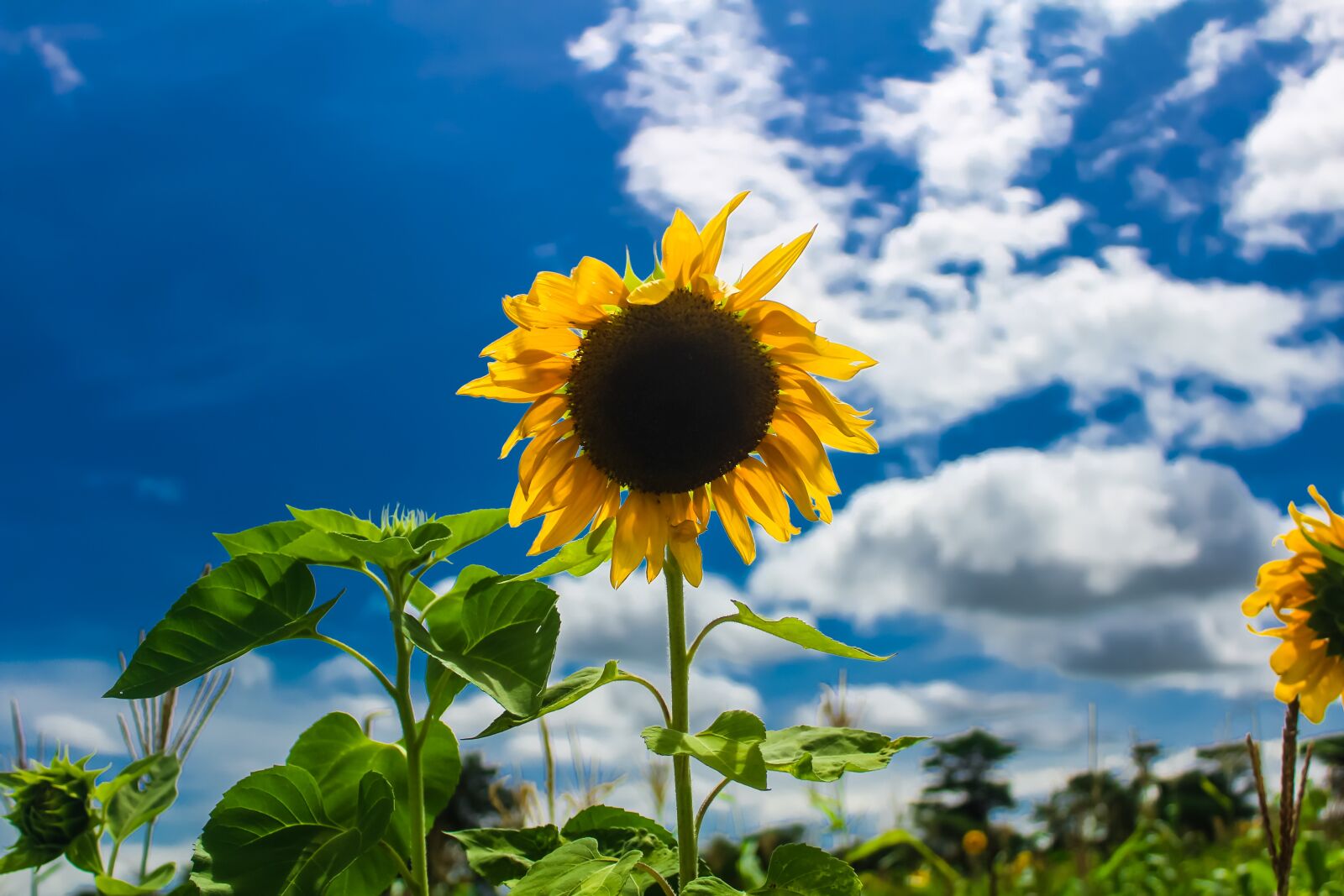 Canon EOS 1200D (EOS Rebel T5 / EOS Kiss X70 / EOS Hi) sample photo. Sunflower, singida, tanzania photography