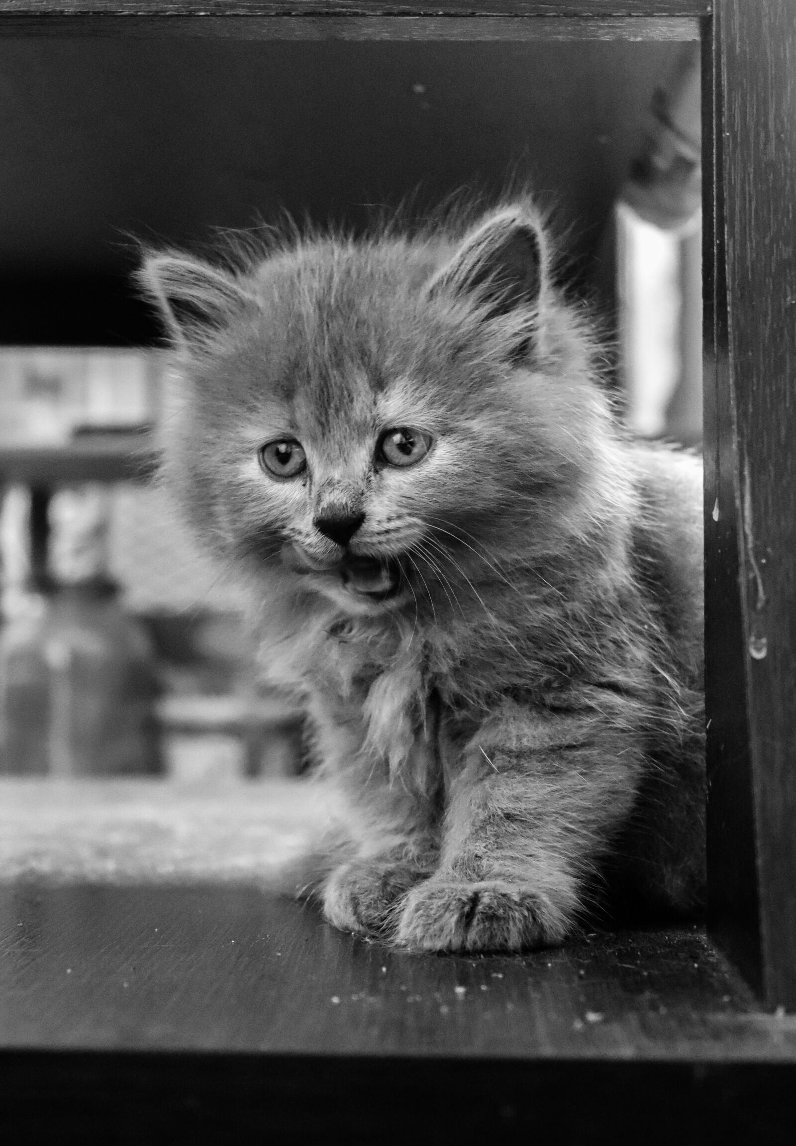 Canon EOS 200D (EOS Rebel SL2 / EOS Kiss X9) sample photo. Kitten, cat, bw photography