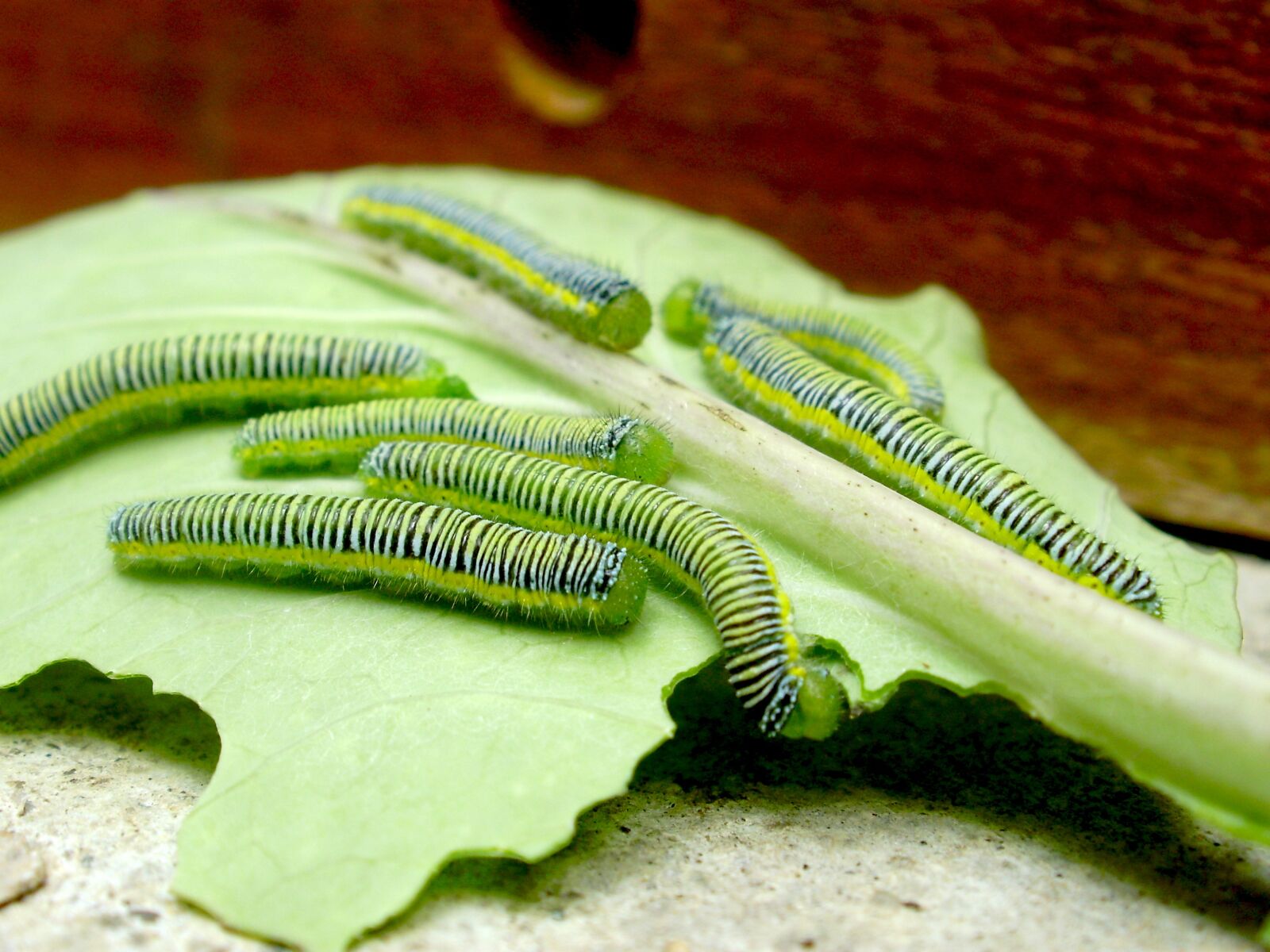 Olympus FE330,X845,C550 sample photo. Worms, leaf, green photography