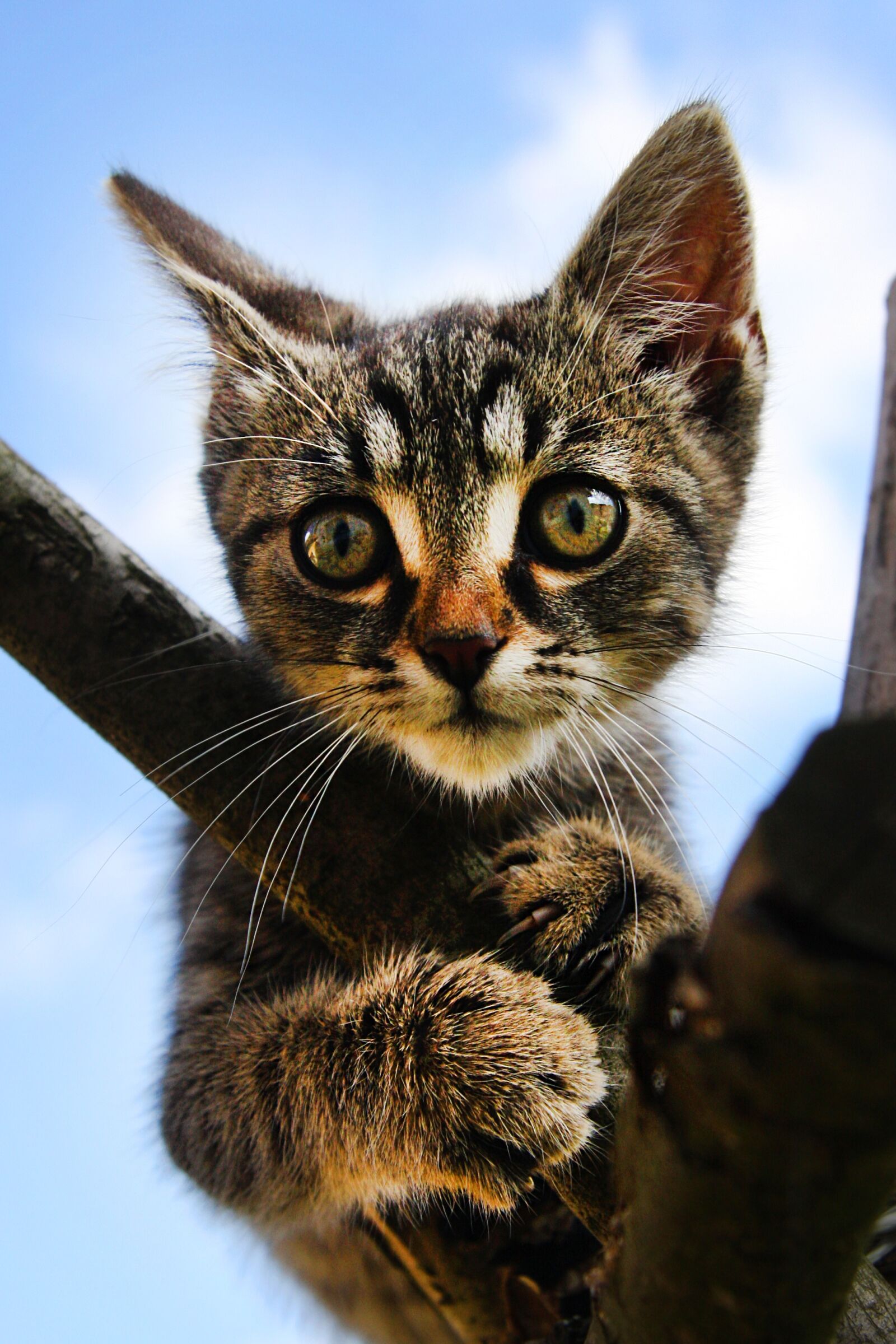 Canon EOS 40D sample photo. Cat, kitten, pet photography