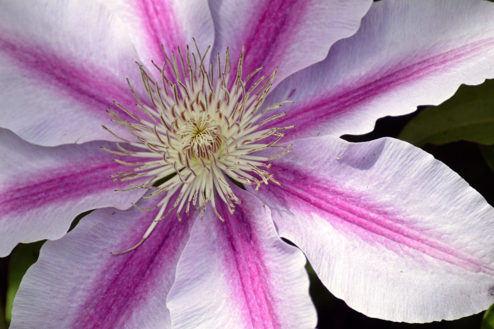 Nikon D3200 sample photo. Clematis, flower, flora photography