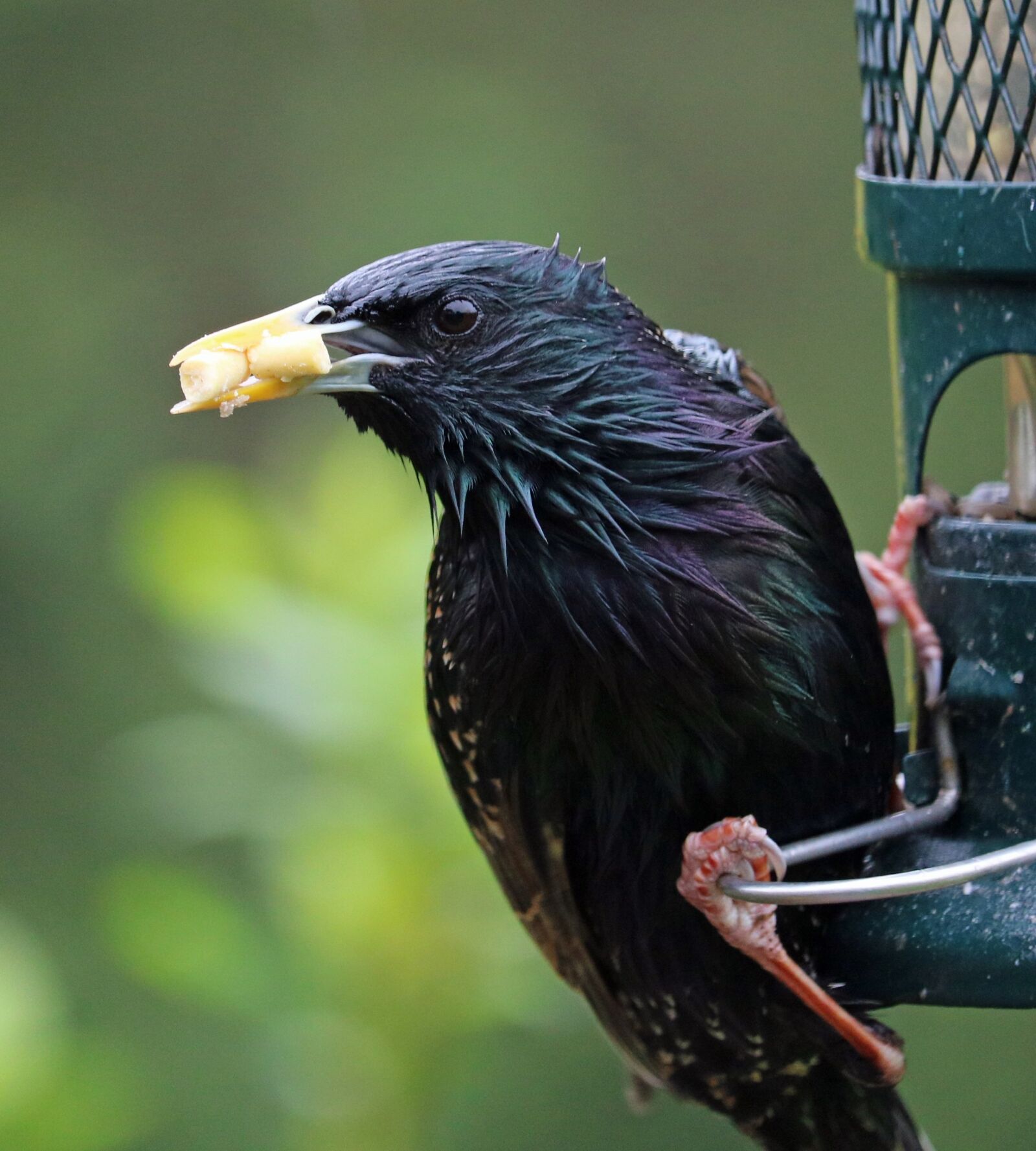 Canon EOS 750D (EOS Rebel T6i / EOS Kiss X8i) sample photo. Starling, feeding, bird photography