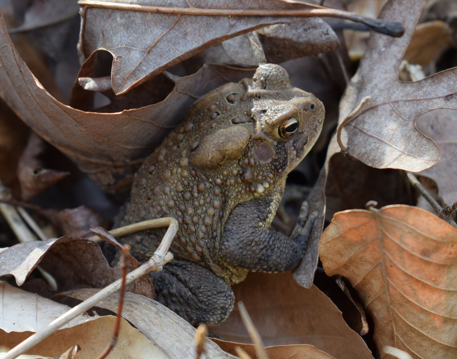 Nikon D3300 sample photo. Common toad, toad, amphibian photography