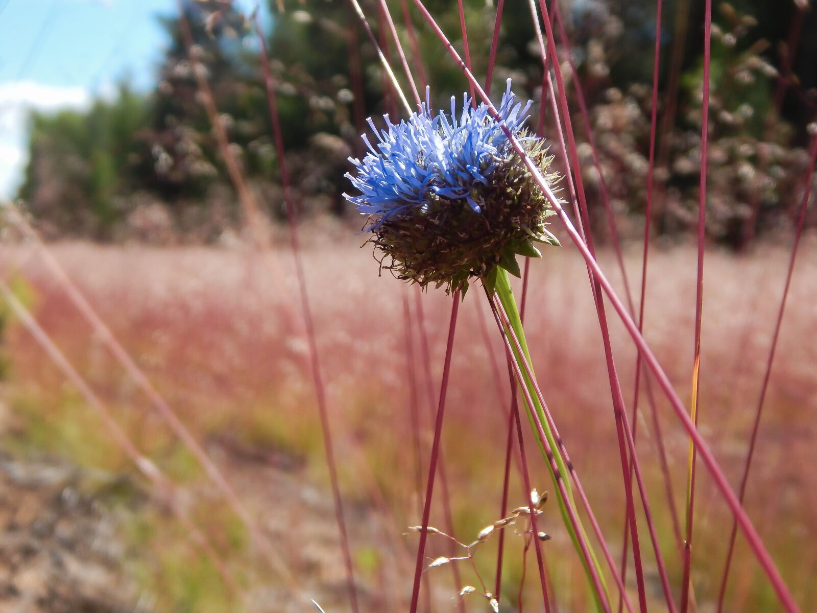 Nikon Coolpix L830 sample photo. Wild flower, field, beautiful photography