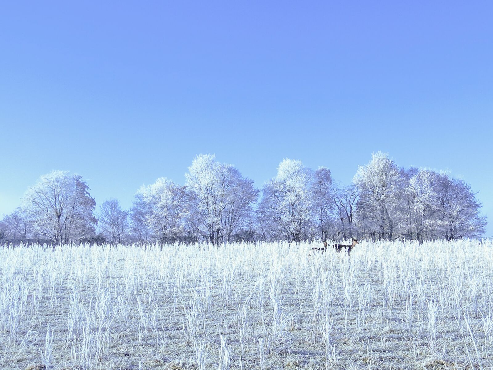 Canon PowerShot SX50 HS sample photo. Wintry, fallow deer, deer photography